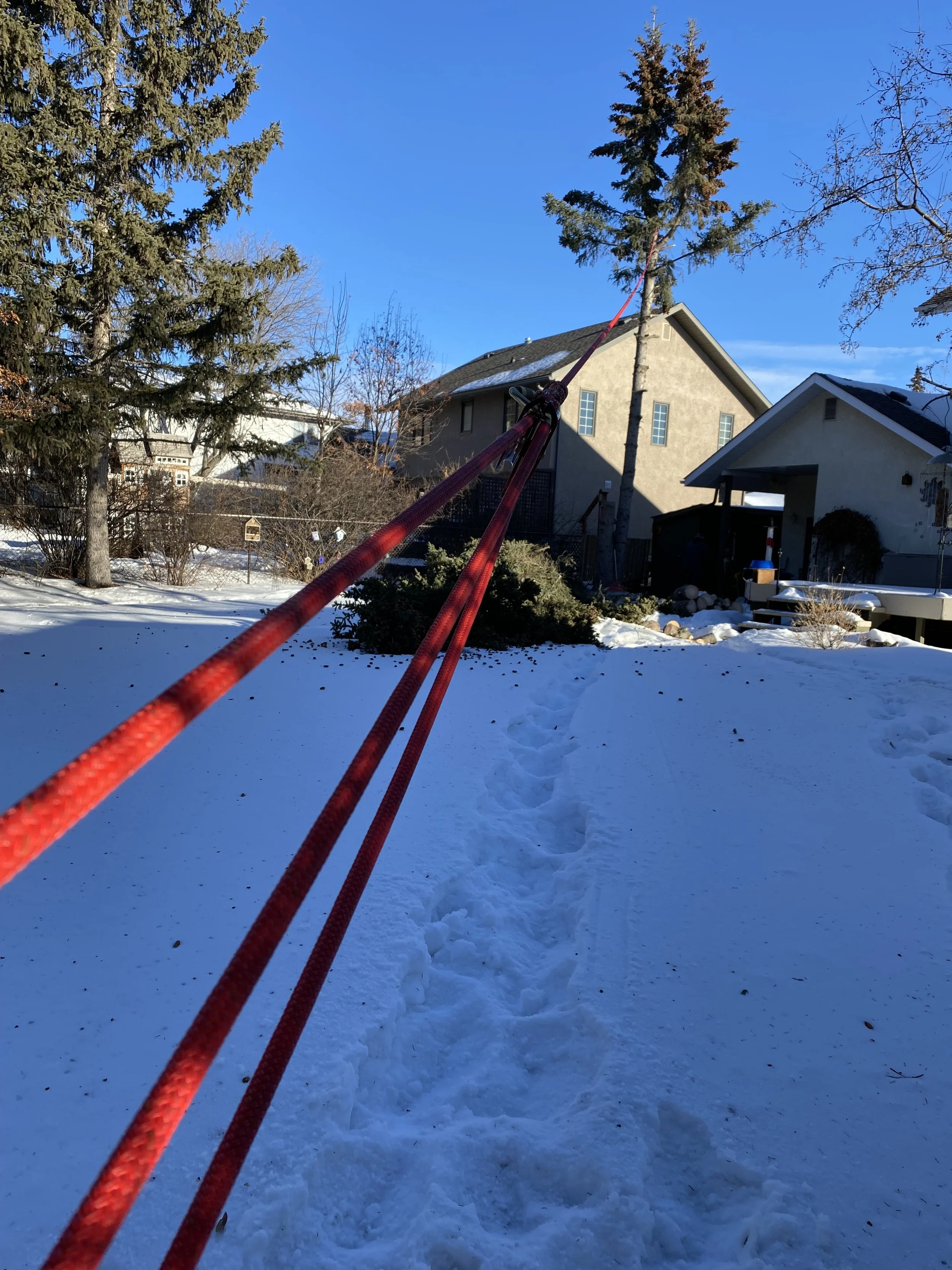 Footprints in the snow leading to a house in a snowy backyard with trees and blue sky.