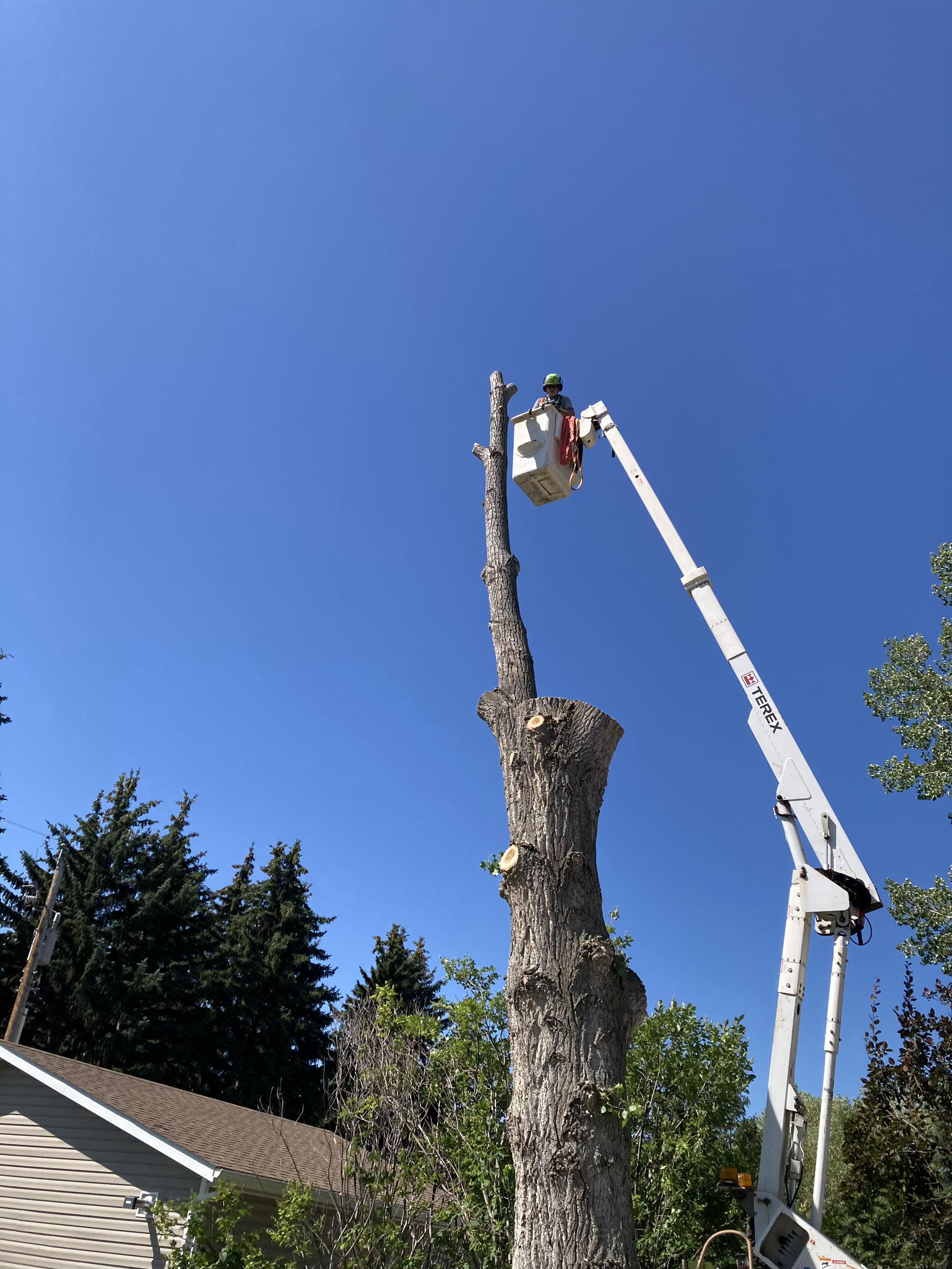 Troy with BrayWin Tree in a bucket lift trimming a tall tree with a chainsaw against a clear blue sky.