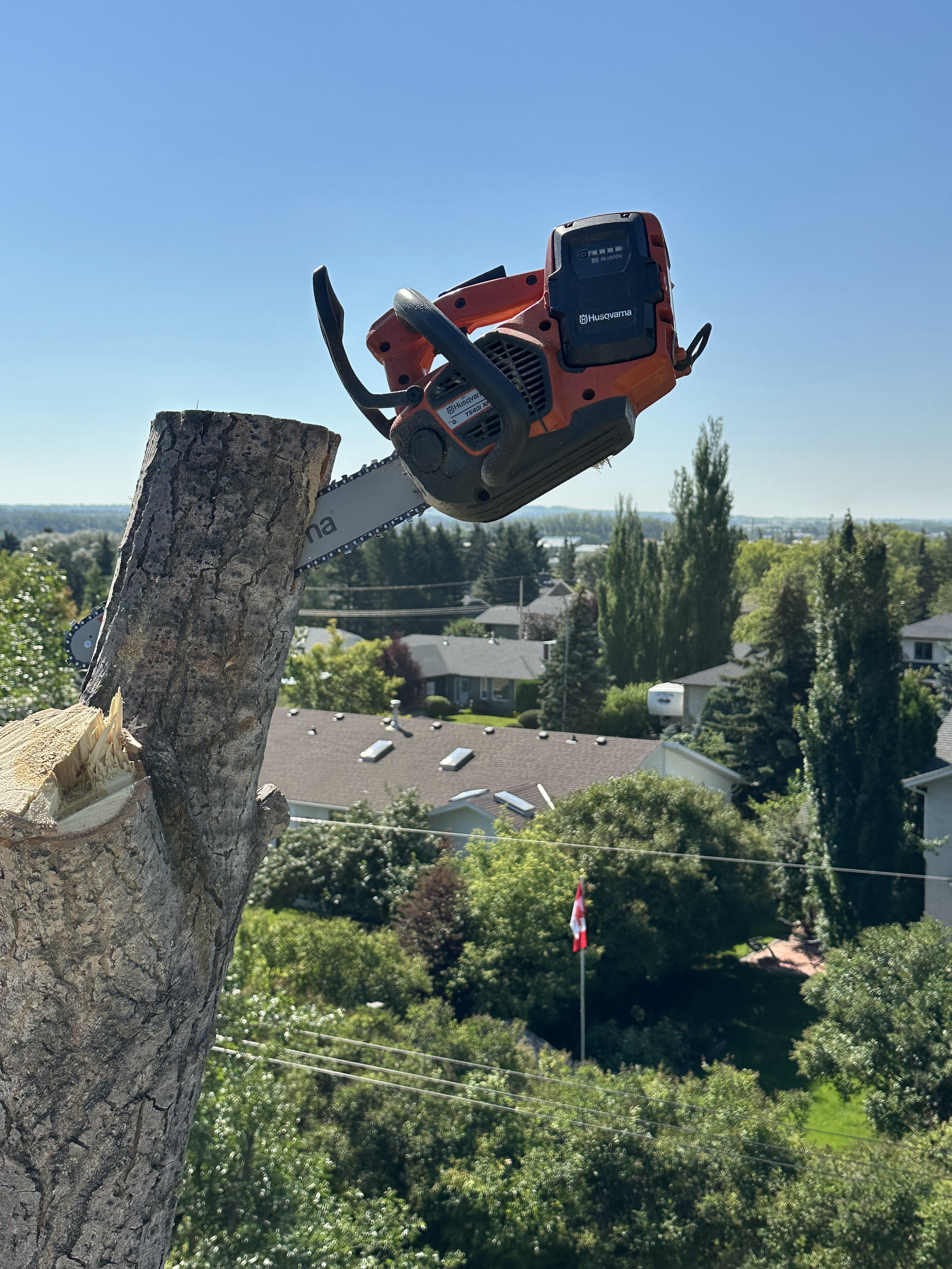 BrayWin Tree - A chainsaw mounted on a tree trunk