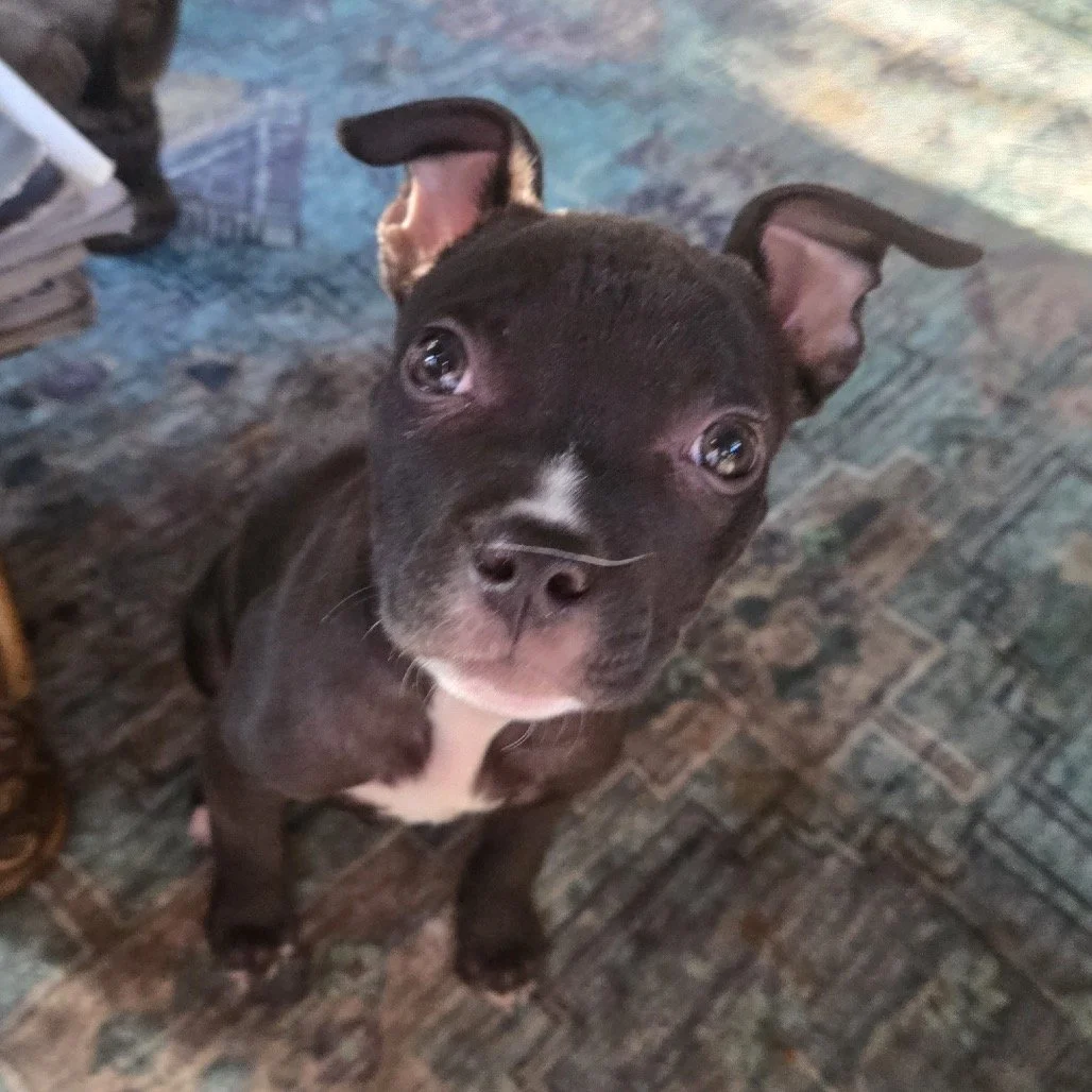 BOHDI