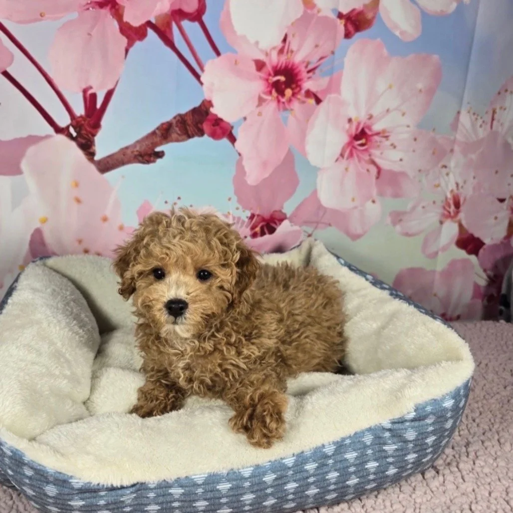 MILO