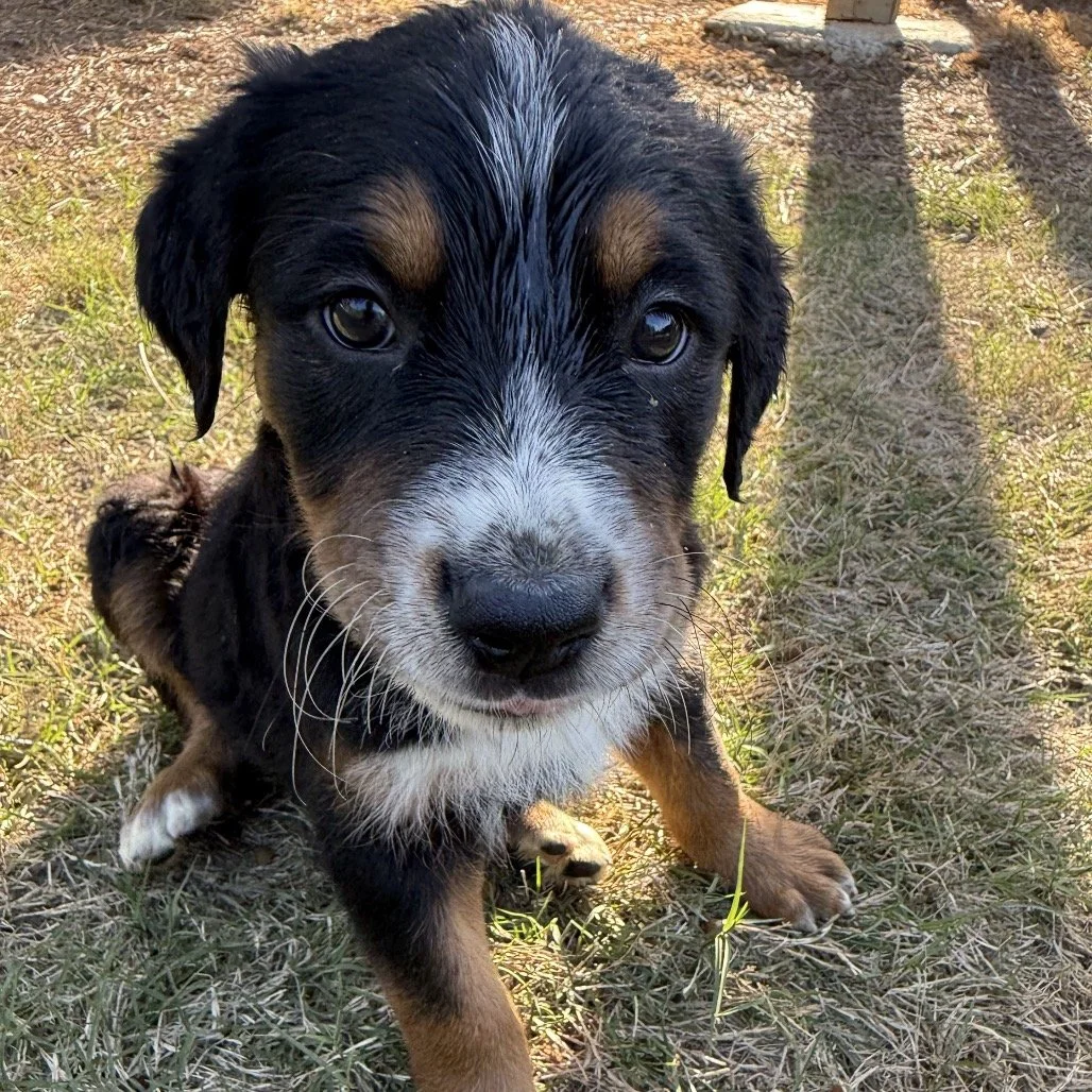 ROCKET