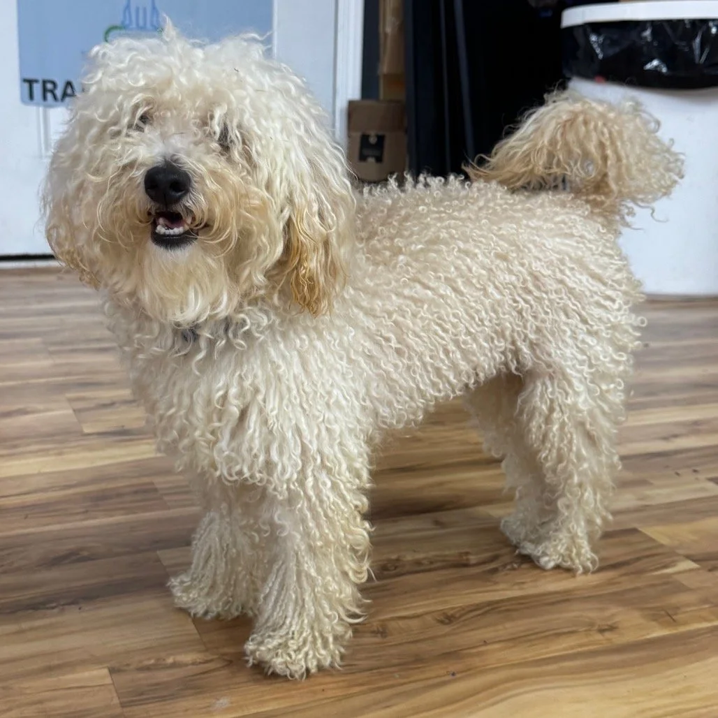 BISCUIT