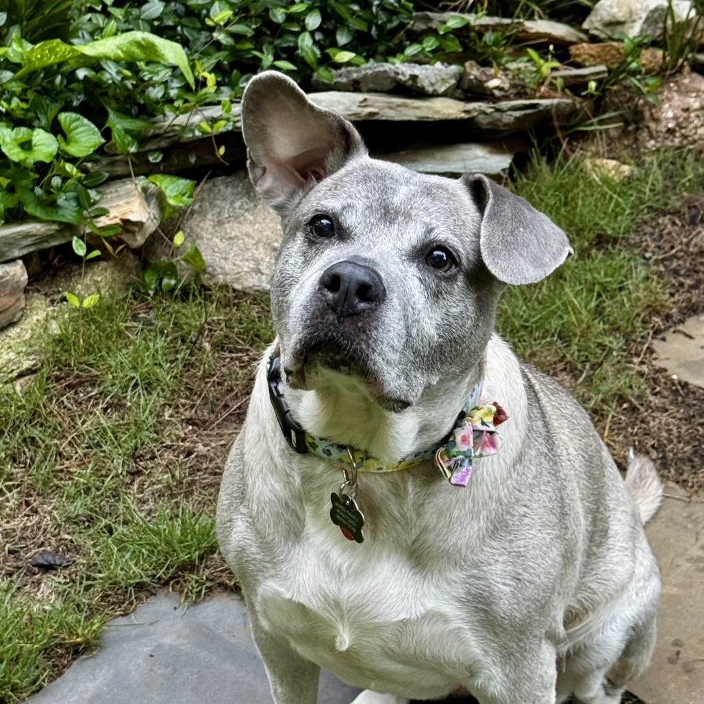Smiling senior dog waiting to to be adopted