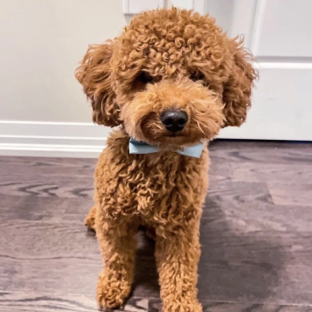 TEDDY
