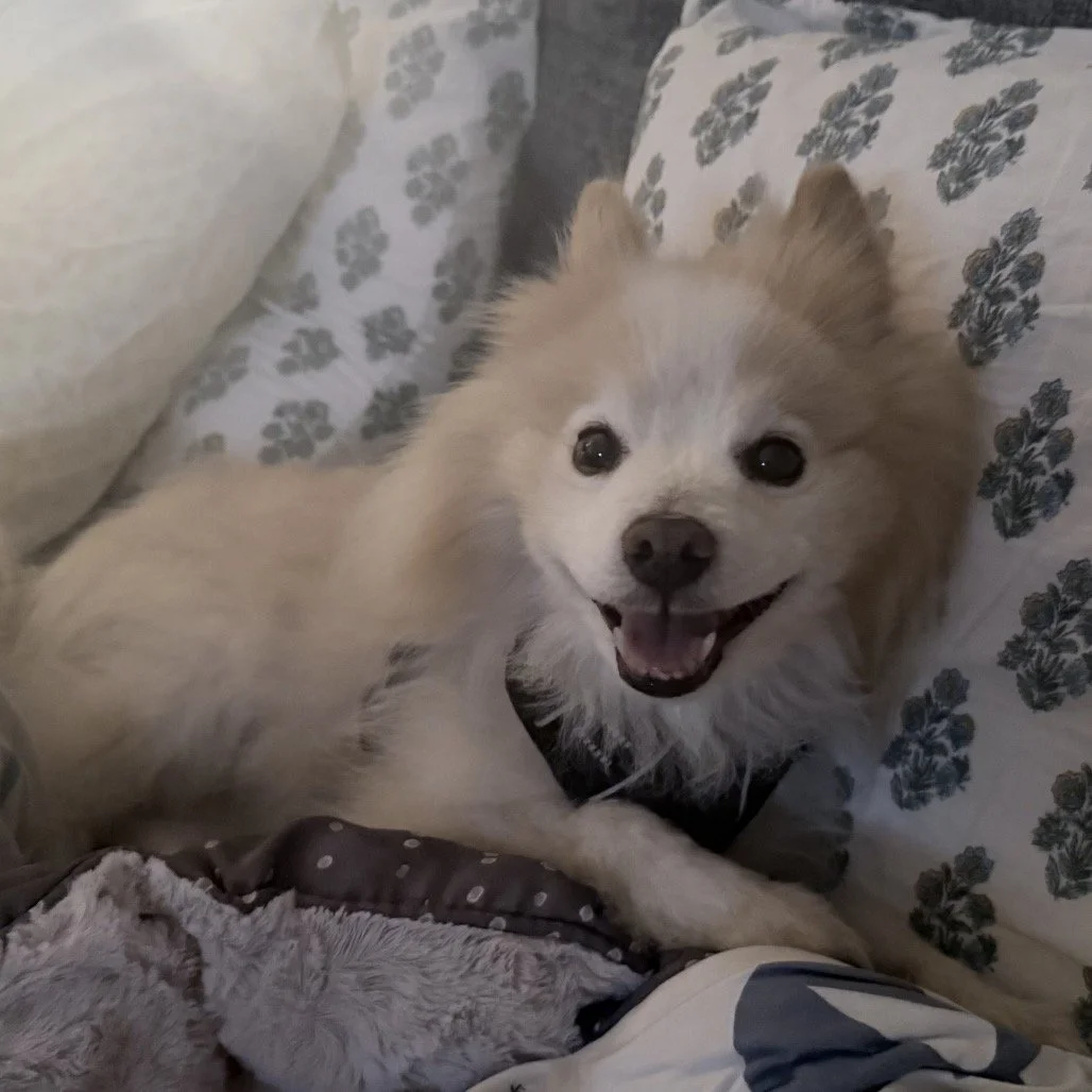 BELLA