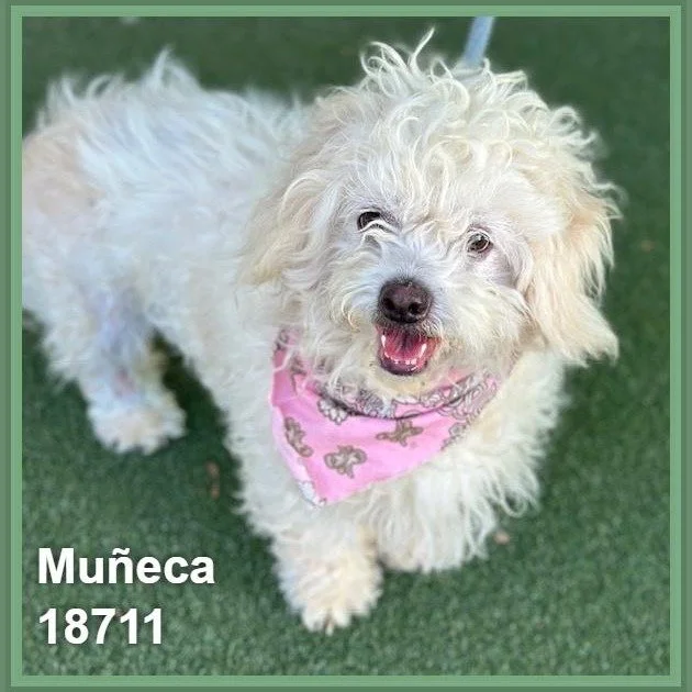 MUNECA
