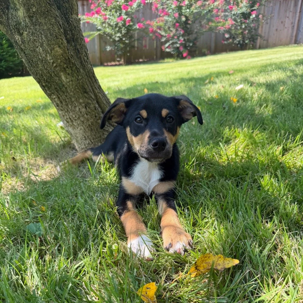 DAMIEN