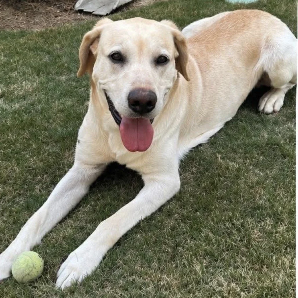 BUDDY