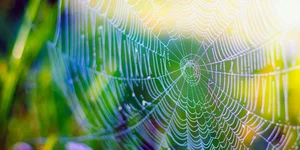 Spiderwebs in Crime Scene Forensics: Future DNA Collection Tool ...