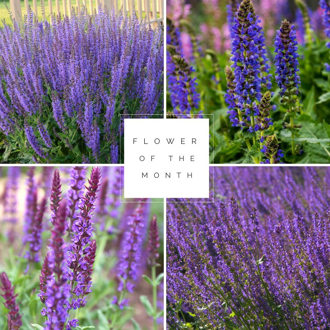 Flower of the Month: Night Salvia 💜

Night Salvia also known as &quot;May Night&quot; bloom in a deep vibrant purple color. These long-lasting flowers can take up a great amount of space, making this the perfect landscaping accent.