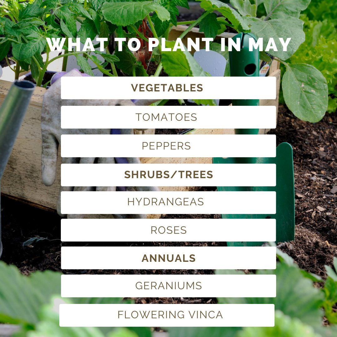 Your #TipTuesday is here! Today we are talking about what to plant in your garden in May. We all know that mid-May is the time we start to focus on our garden, these few specific veggies, shrubs, and flowers are sure to make a great addition to your 