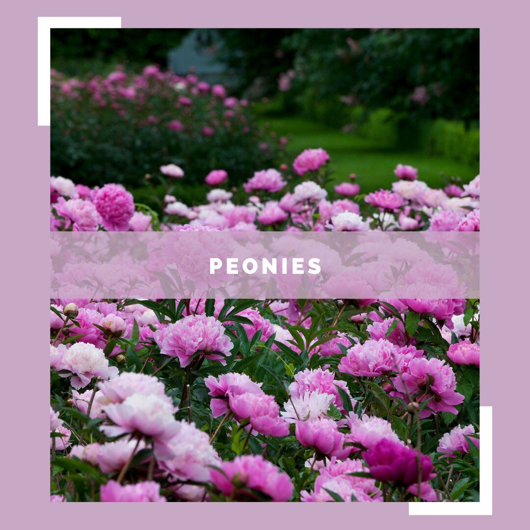 Plant spotlight of the month: Peonies

Did you know? 
There are over 6,500 varieties of peonies, with new ones being created all the time! These amazing flowers are also named after Paeon, who was a student of Asclepius, the Greek god of medicine and