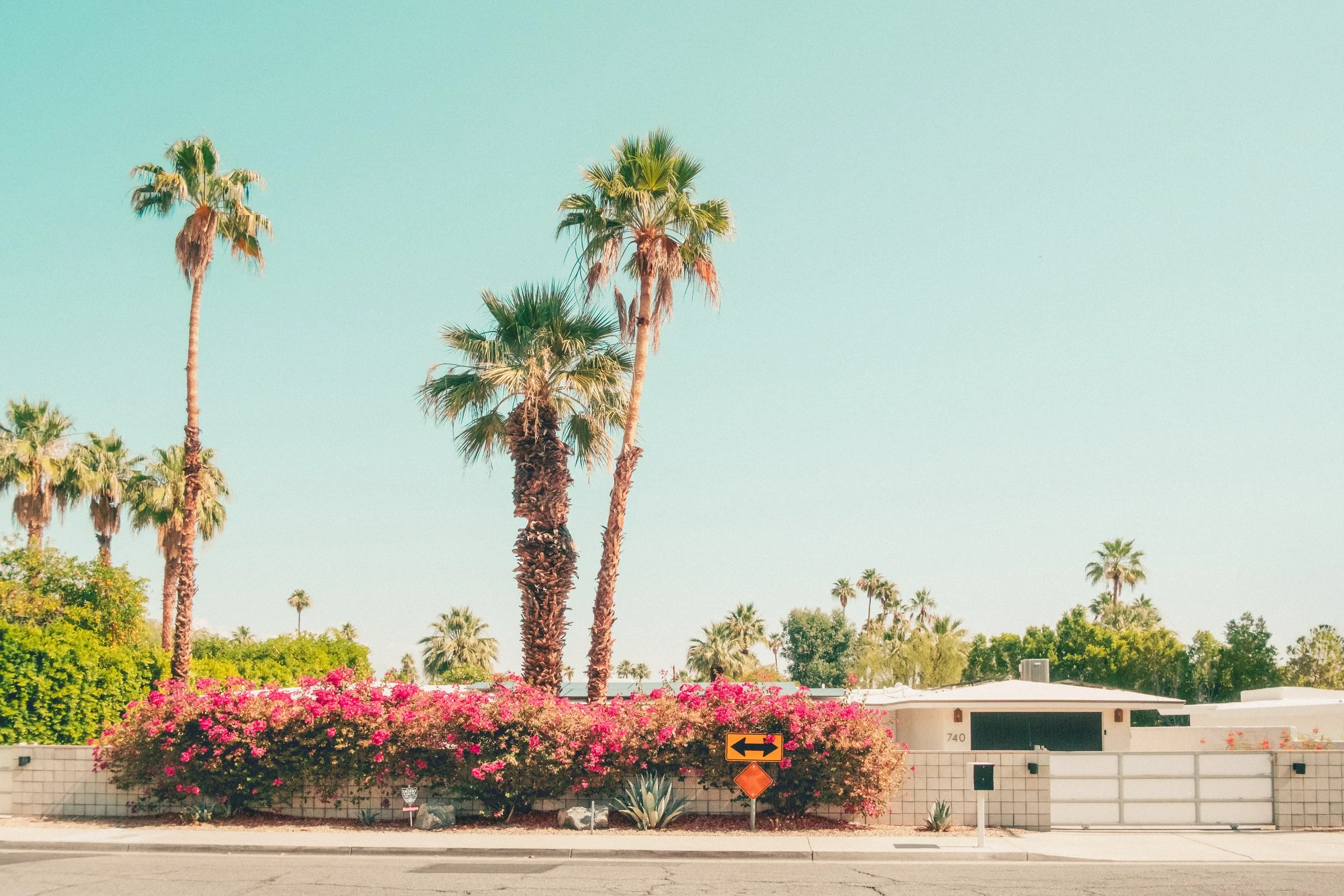 Palm trees over a building with a pink flowering bush in front, a clear blue sky, and traffic signs at the street level.