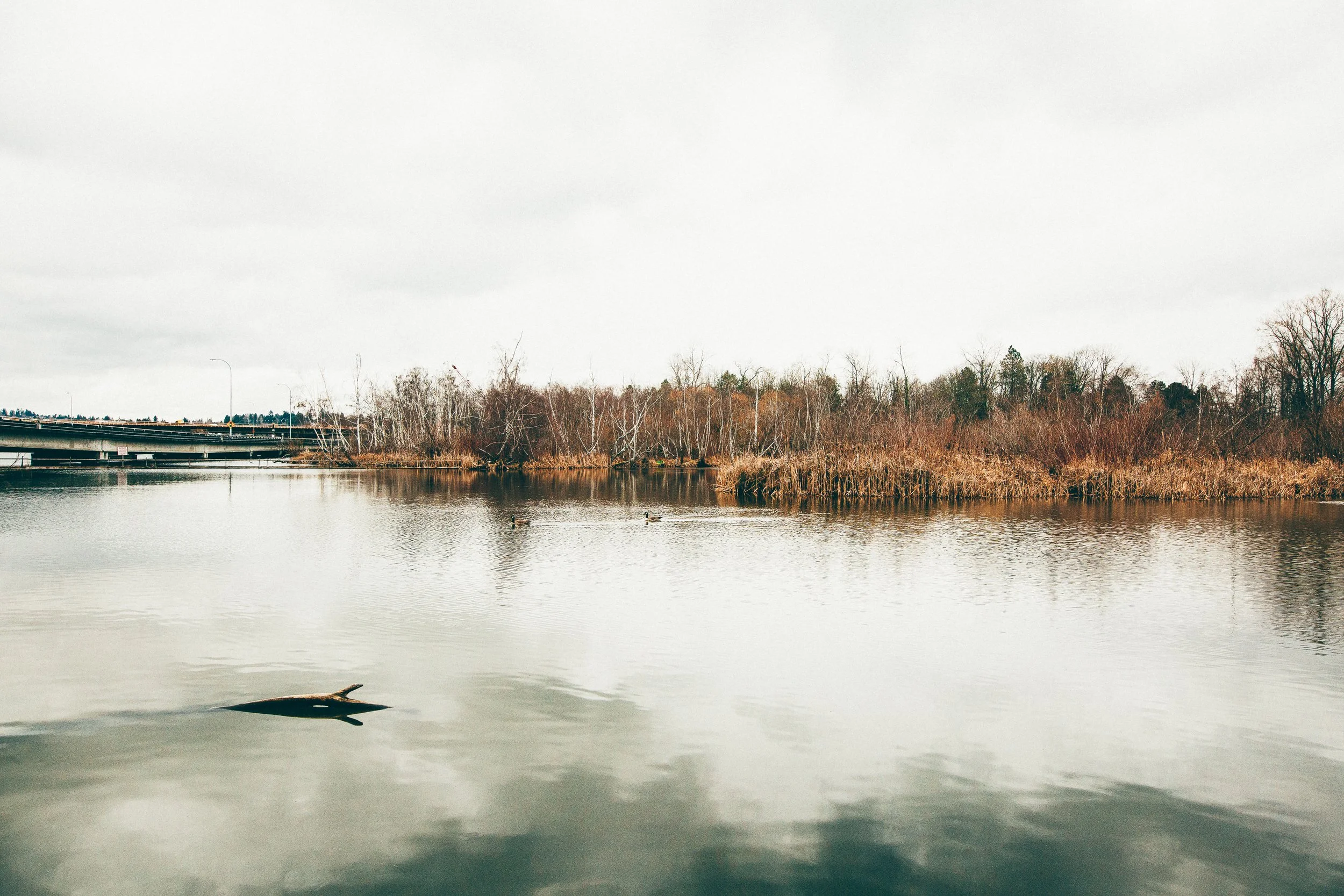 A calm river scene with ducks swimming, a freeway on the left, and leafless trees along the shoreline under an overcast sky.