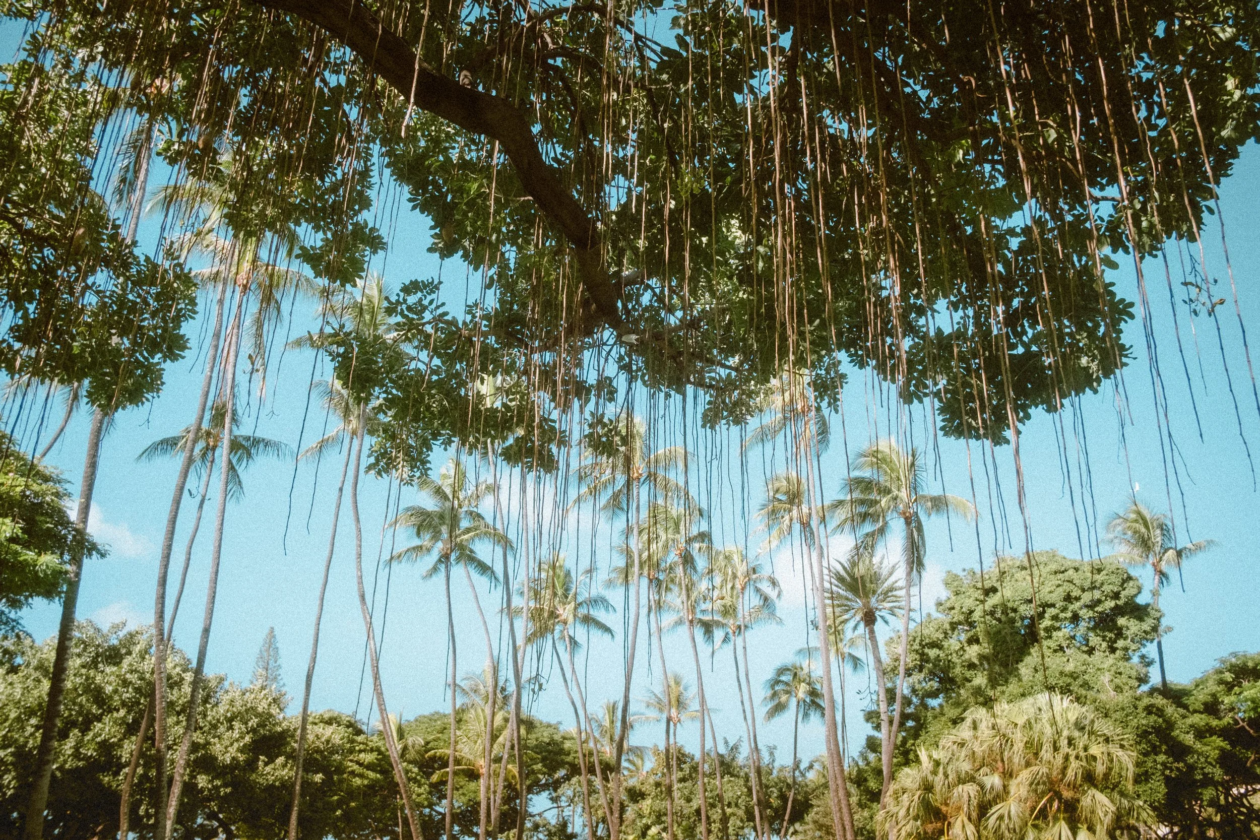 A view looking up at a large tree with hanging vines and lush green foliage against a bright blue sky.
