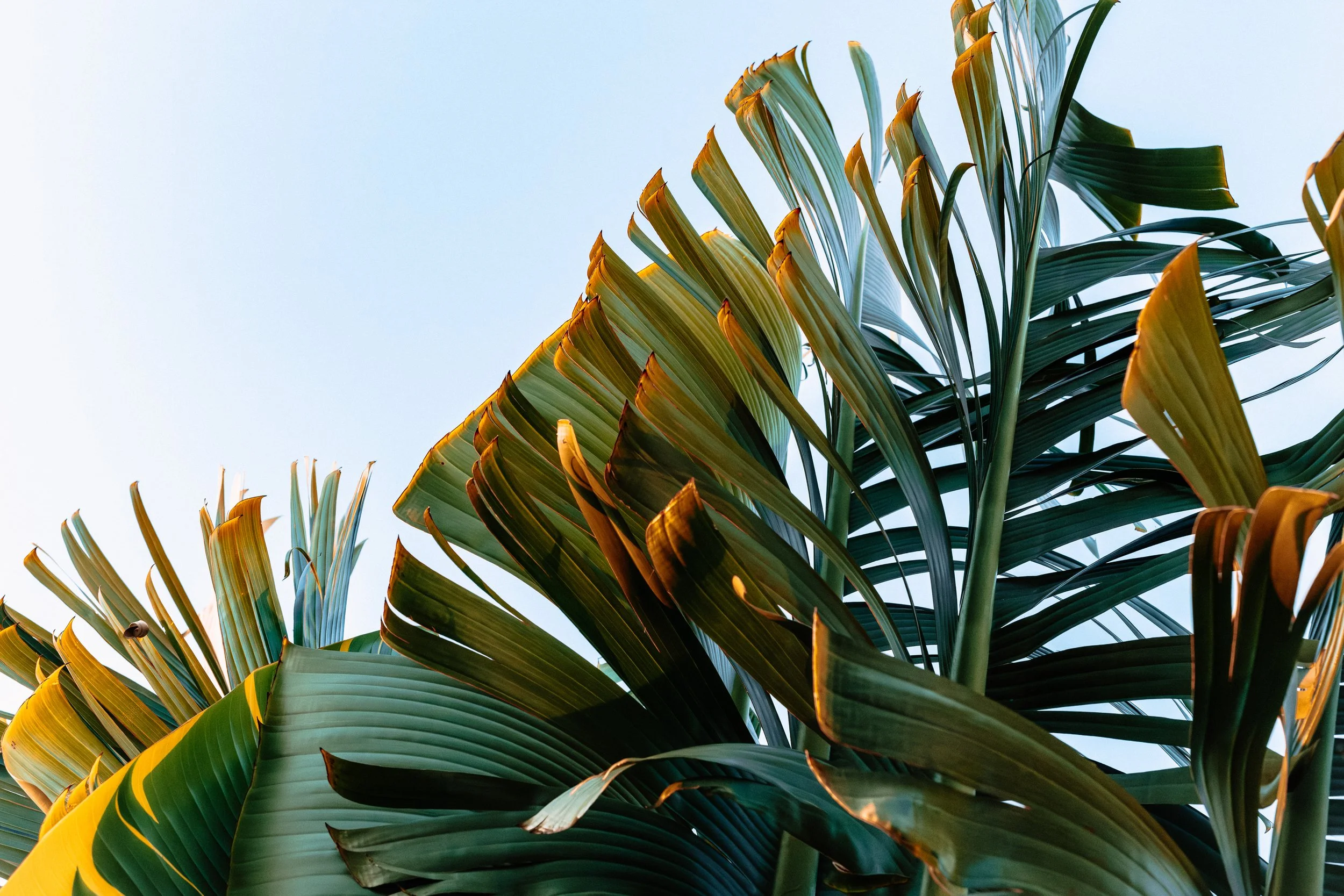 Close-up view of green palm leaves with sunlight highlighting the edges, against a clear blue sky.