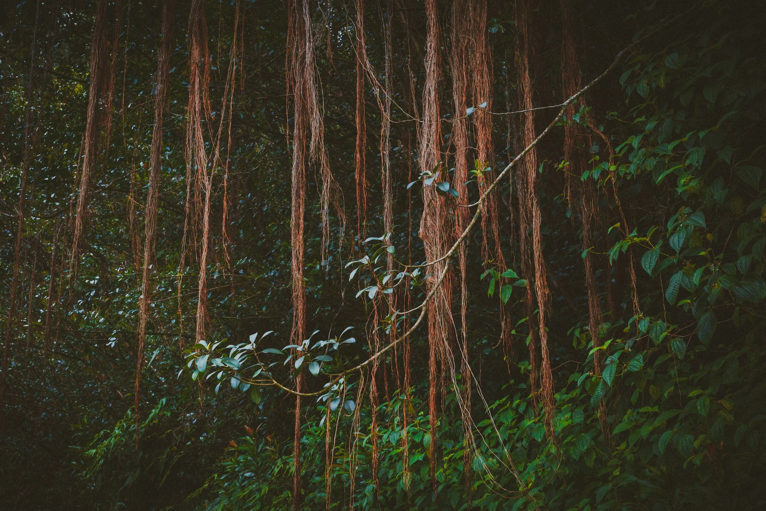 Long aerial roots hanging from a tree in a dense, green forest with various foliage.