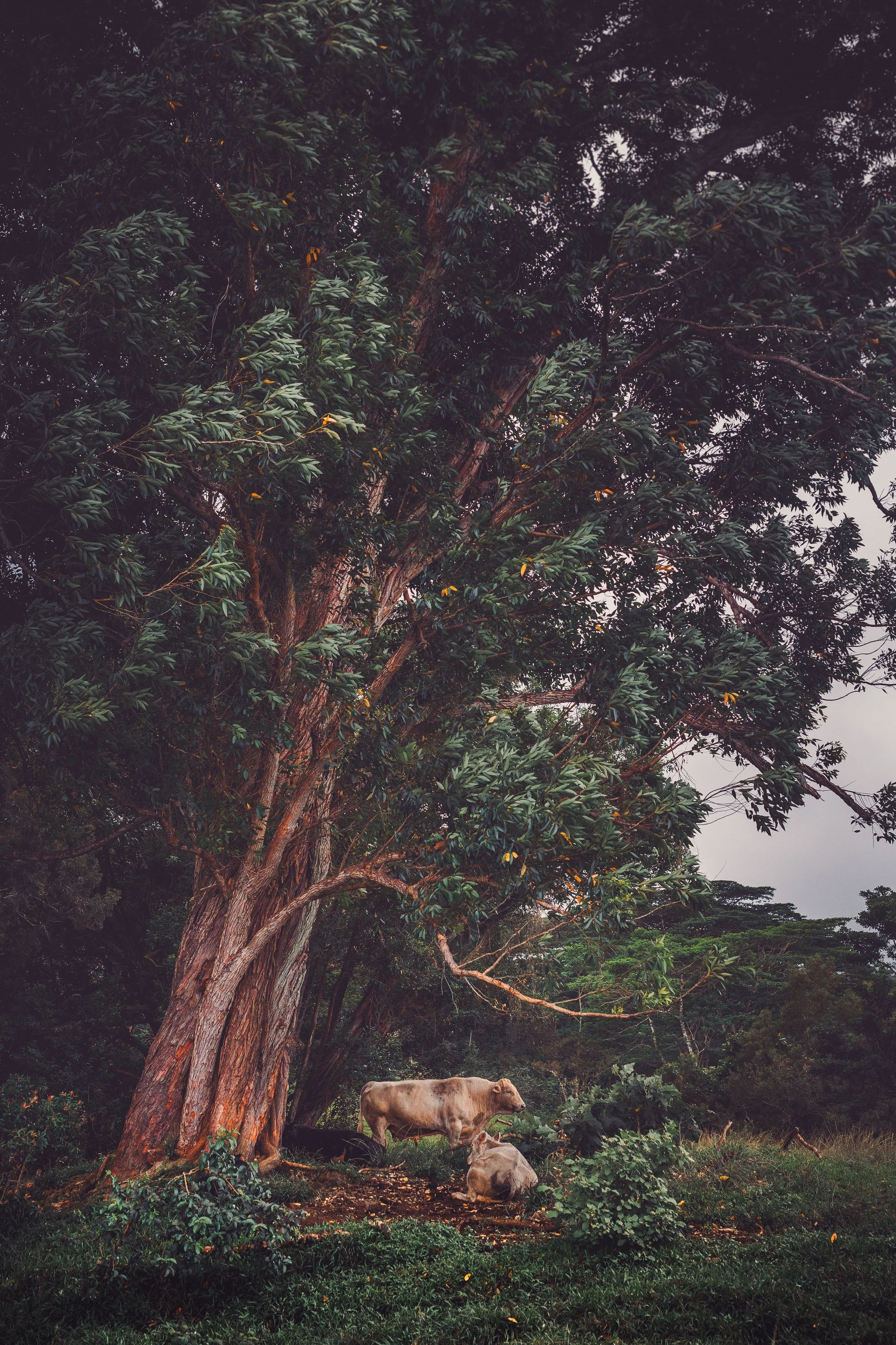 A large, old tree with a thick trunk and dense green leaves, situated in a rural area. Several cows, including a light-colored cow and a darker cow, are resting or grazing at the base of the tree amidst grass and shrubs. The sky is overcast, creating