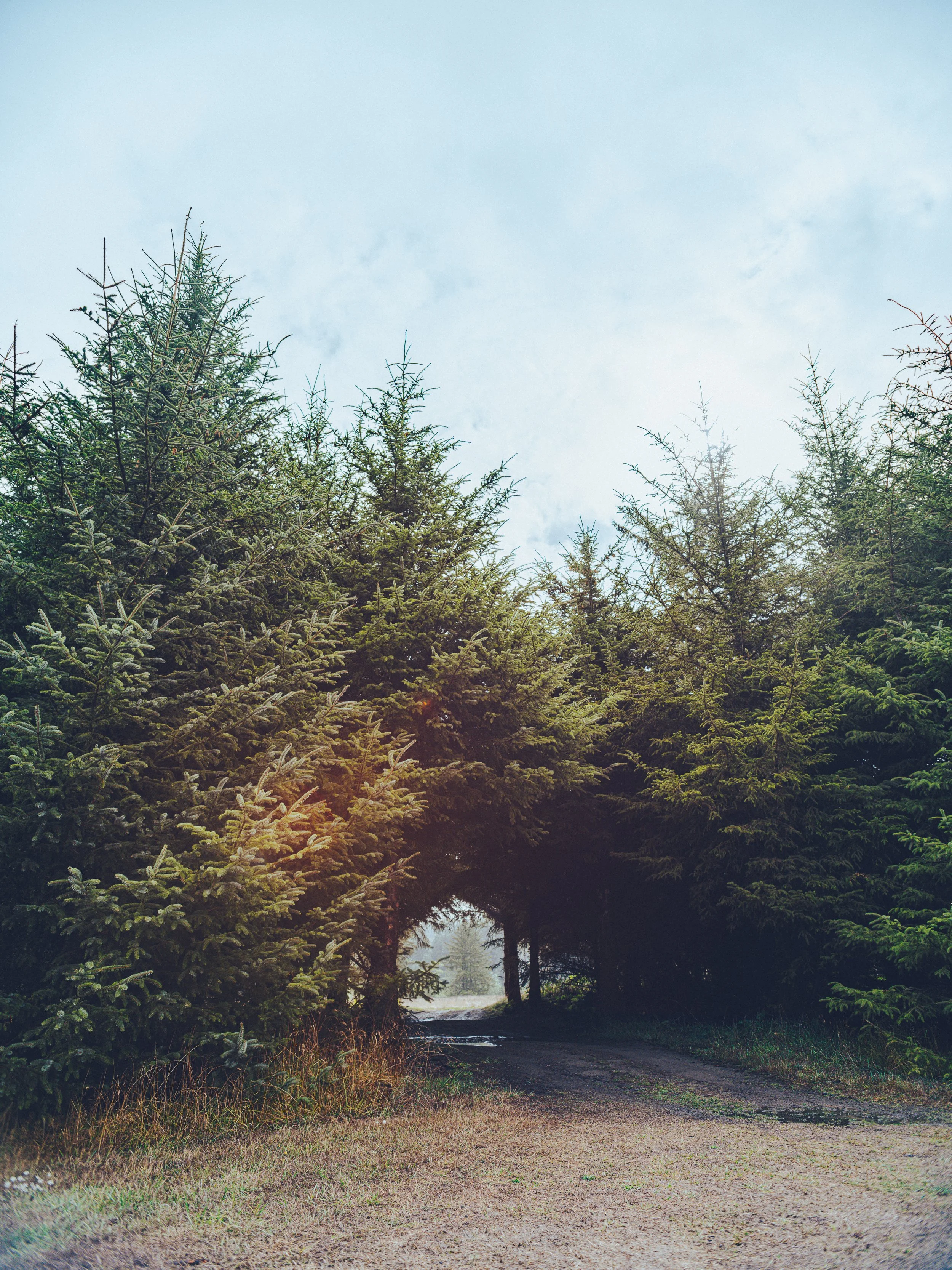 A dirt and grassy pathway under a large arch of tall green pine trees with mist or fog in the background.