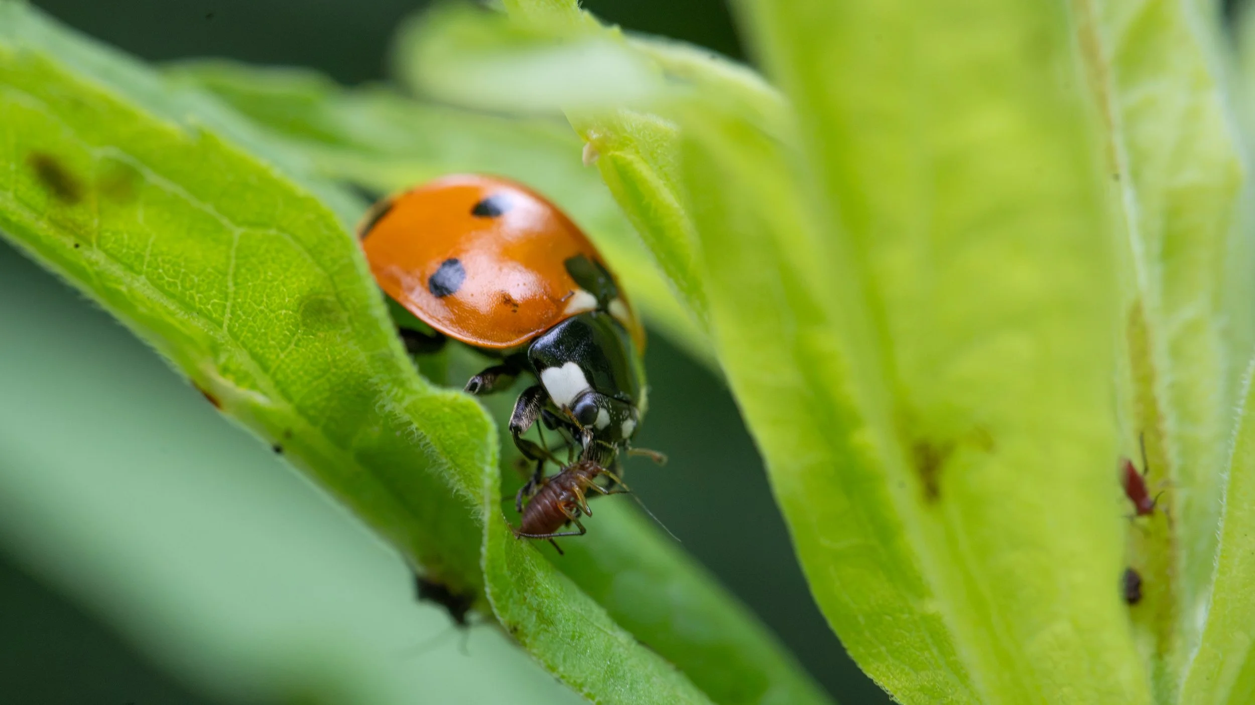 A Small Canadian Bug Blog