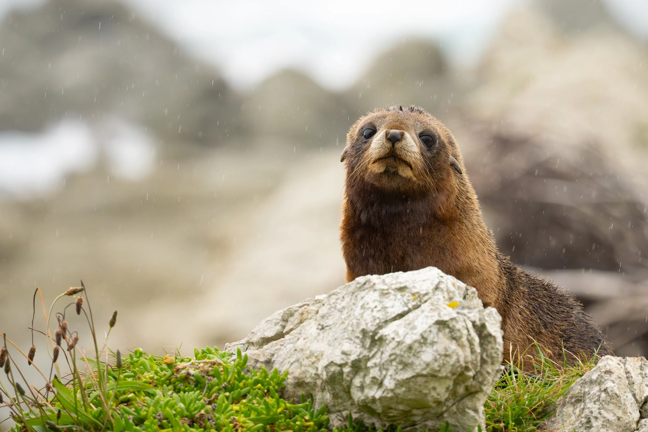 New Zealand, Part 6: Birds &amp; Seals &amp; Whales