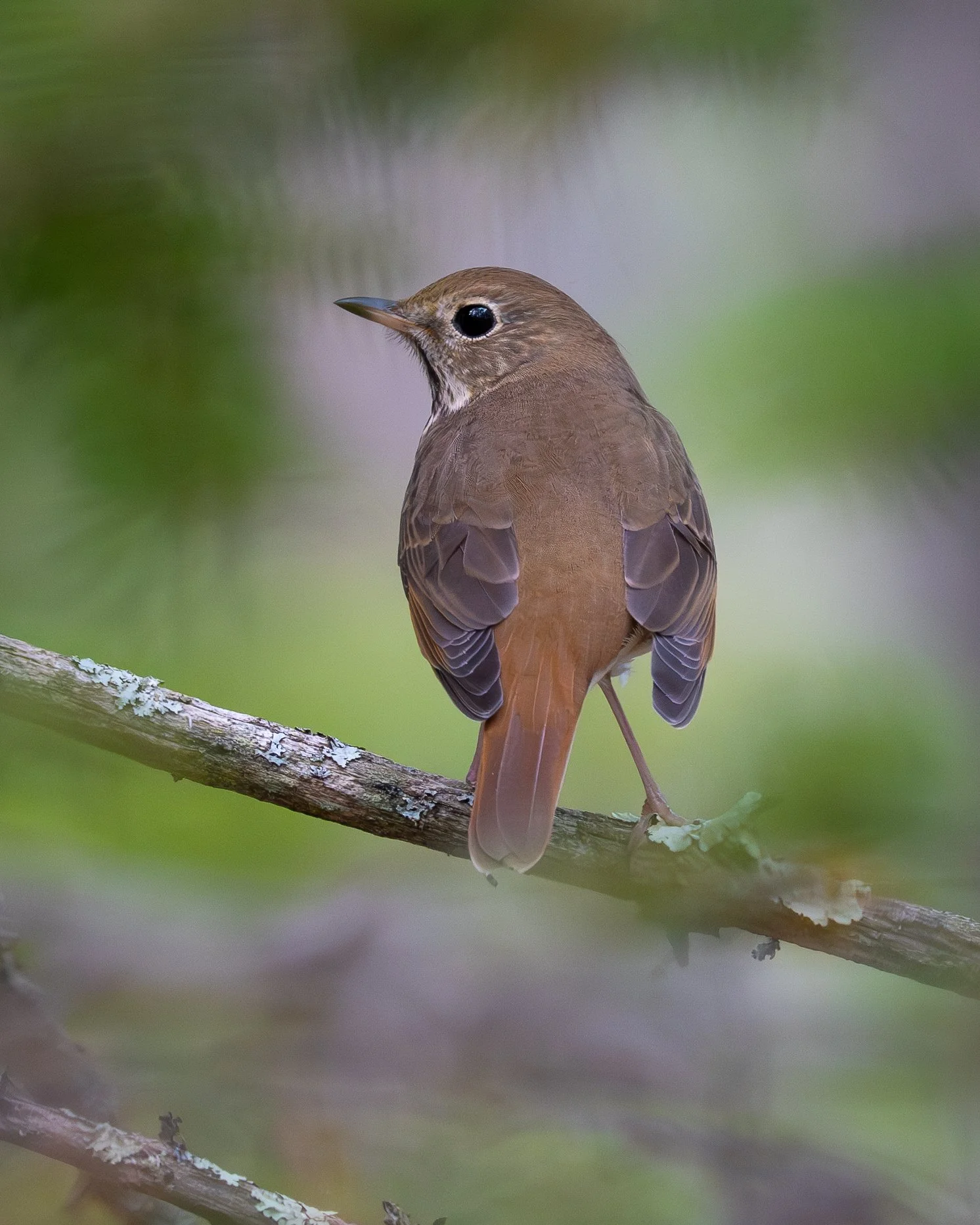 Hermit Thrush