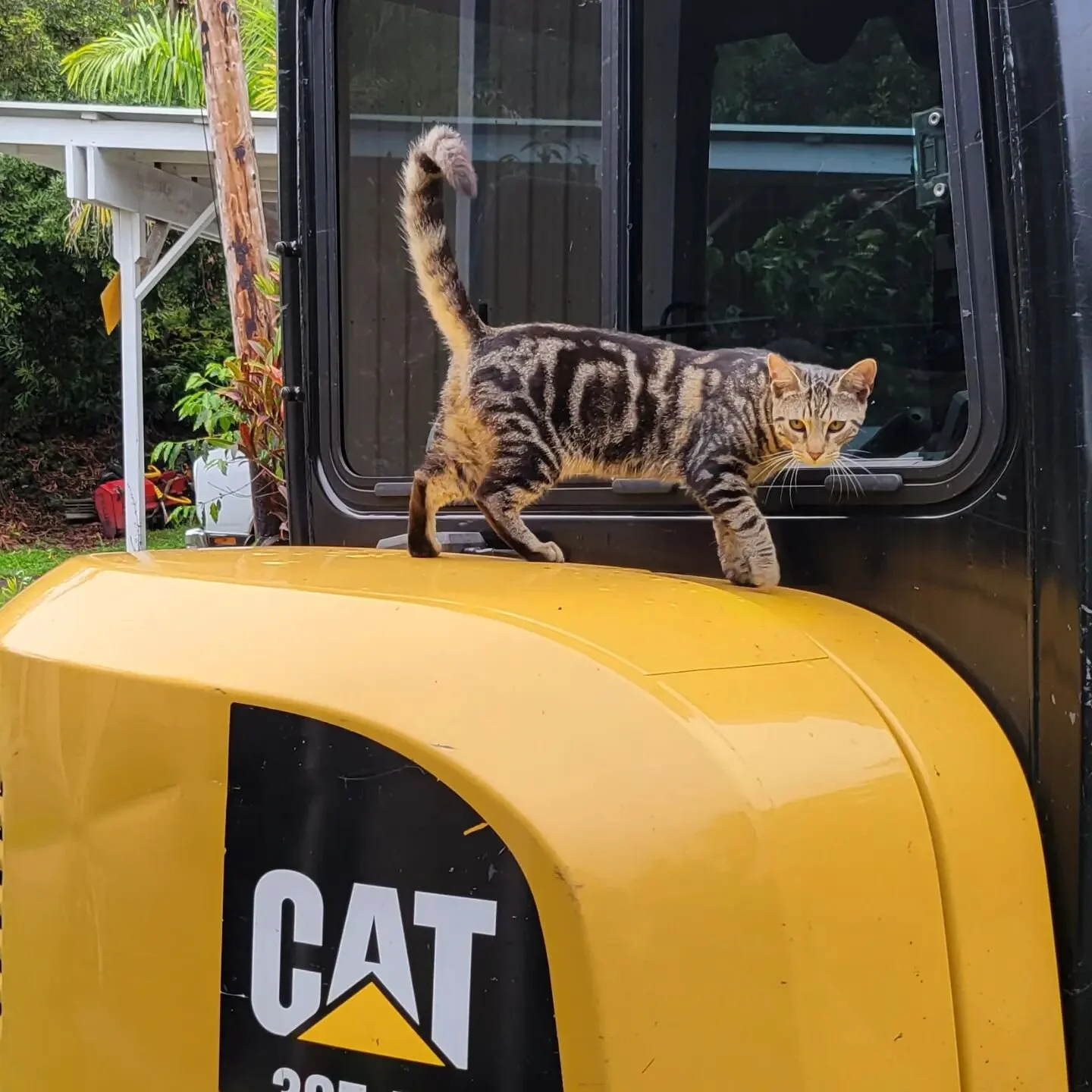 CAT #caterpillar #hawthornecat #cat305 #southkona #bigisland #Hawaii #coffeefarm #farmlife #Aloha