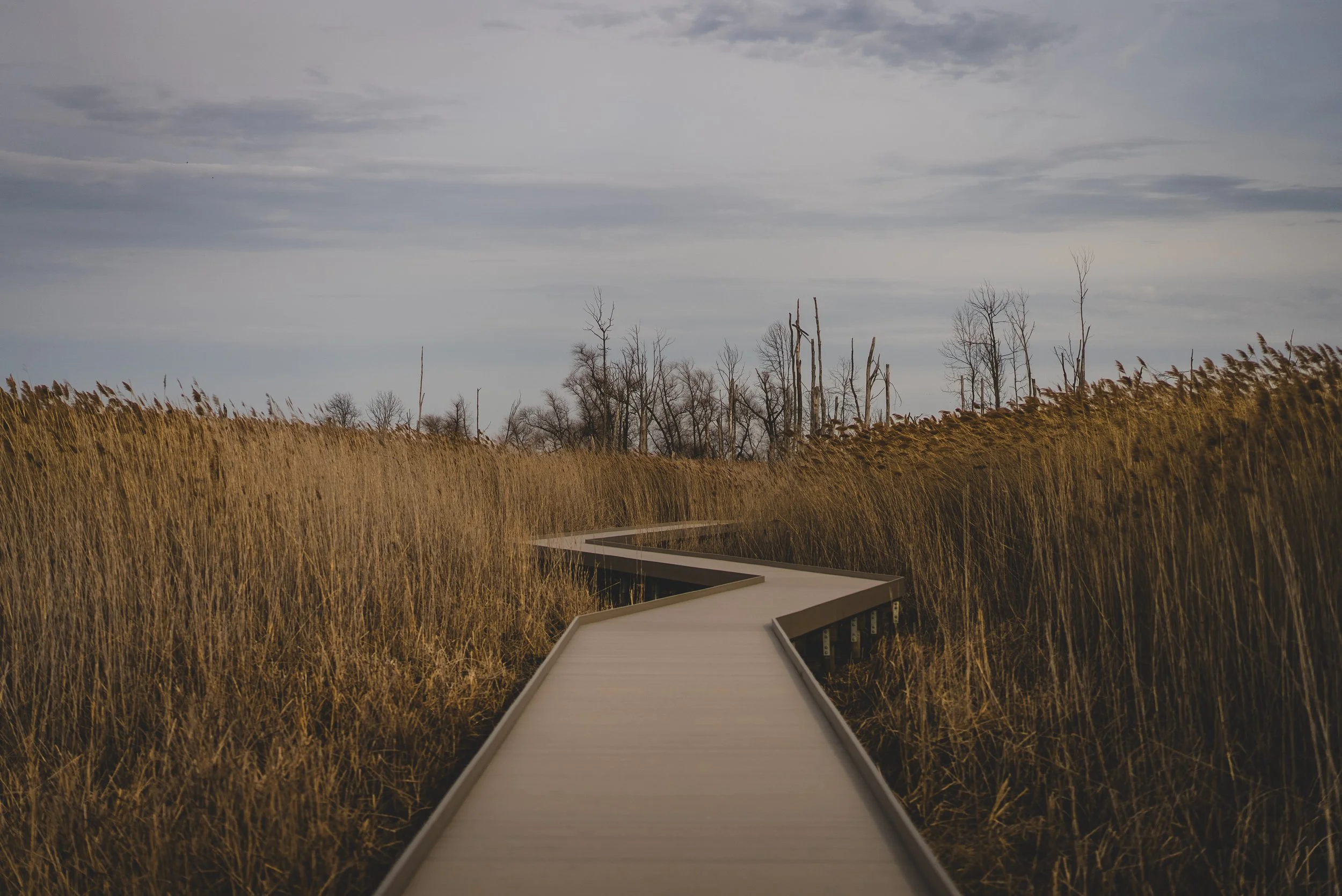 Field Notes - Maumee Bay State Park