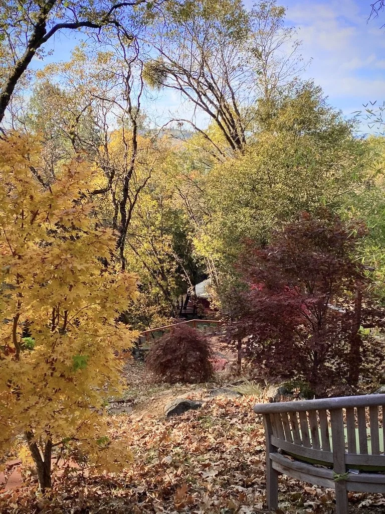 Magnificent Trees.jpeg