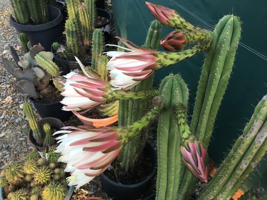 Flowering Cactus.jpeg