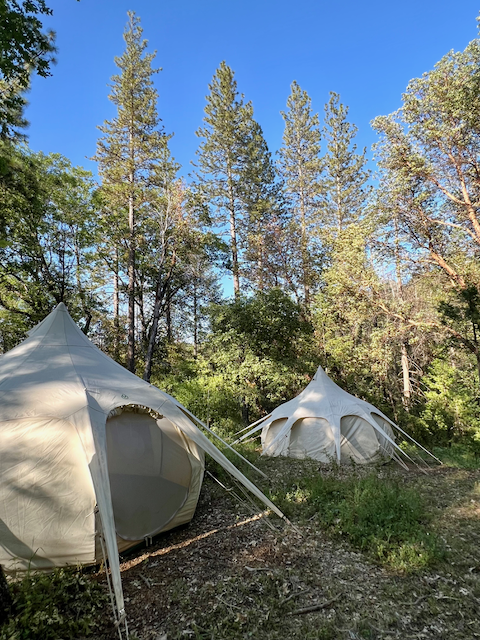 Lotus Belle Pair .png