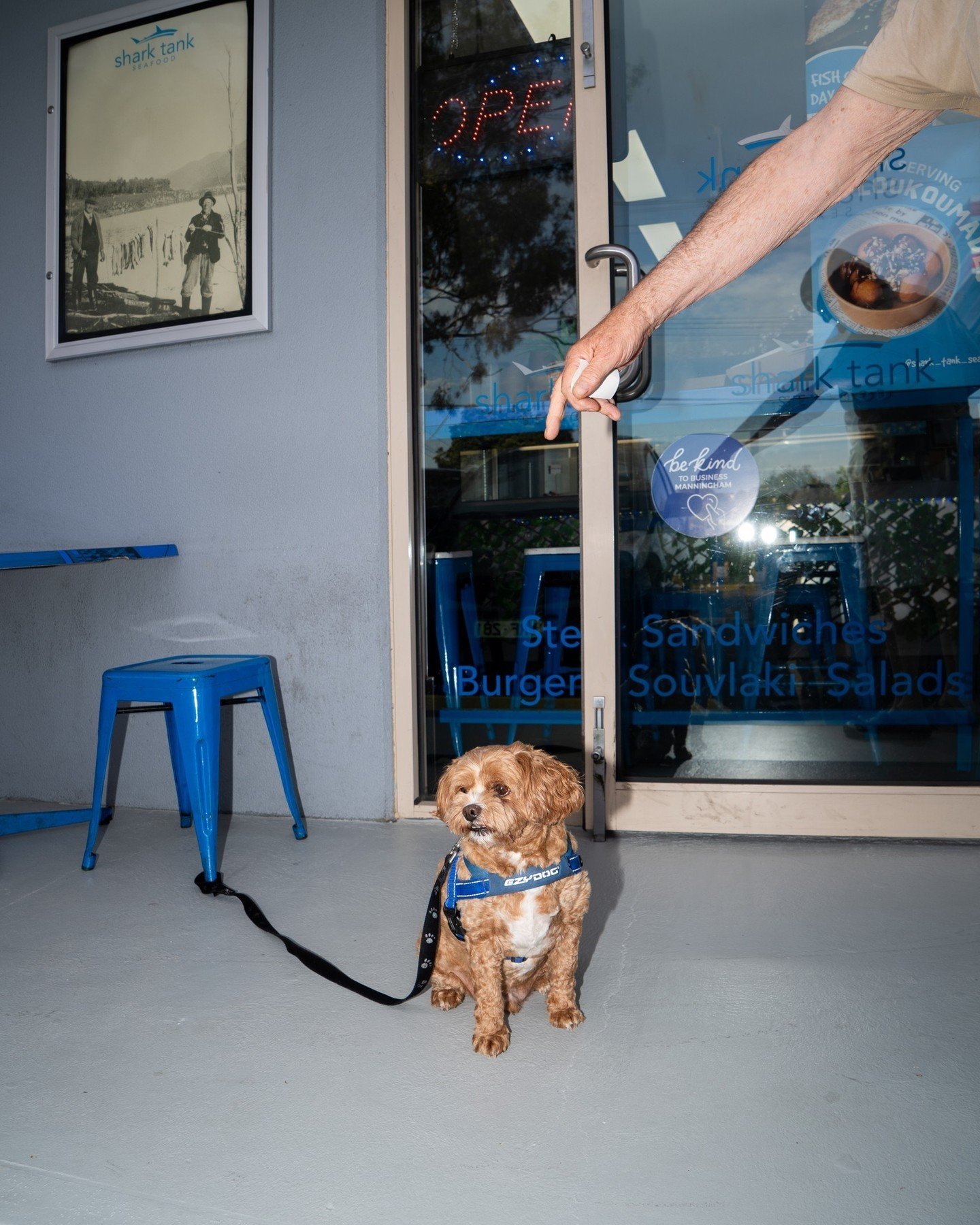 👋 Just a dog friendly reminder that we love our community as much as we love this little guy right here. We love interacting with our locals and especially their dogs.⁠
⁠
Make our afternoon with a visit to Shark Tank Seafood o we can make yours with