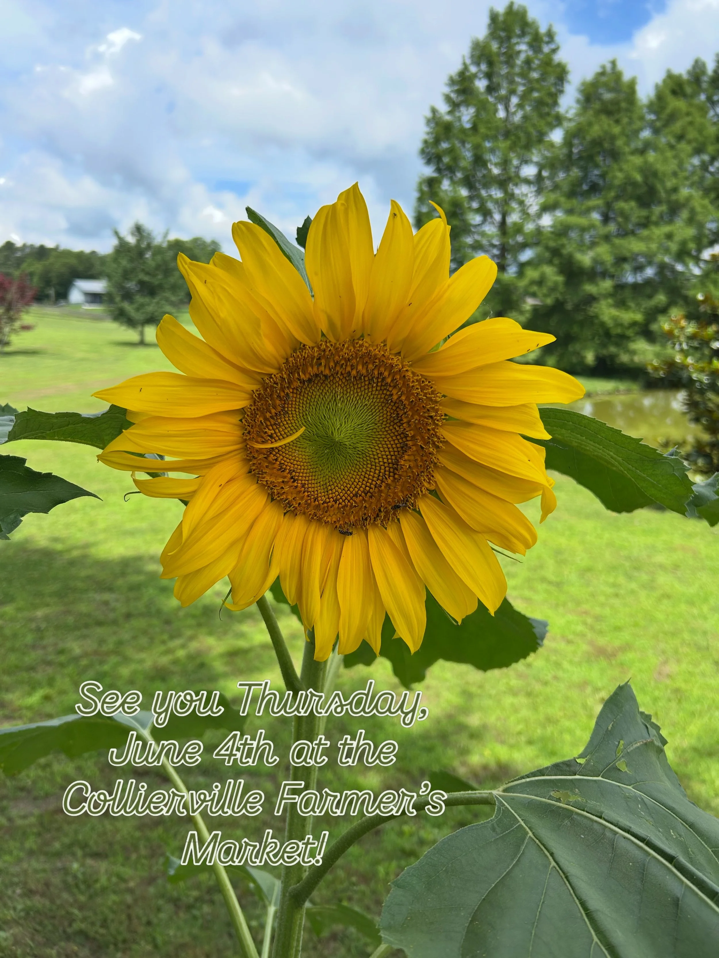 If we missed you last week, we&rsquo;ll see you Thursday 6/4 from 8-12! 🌻