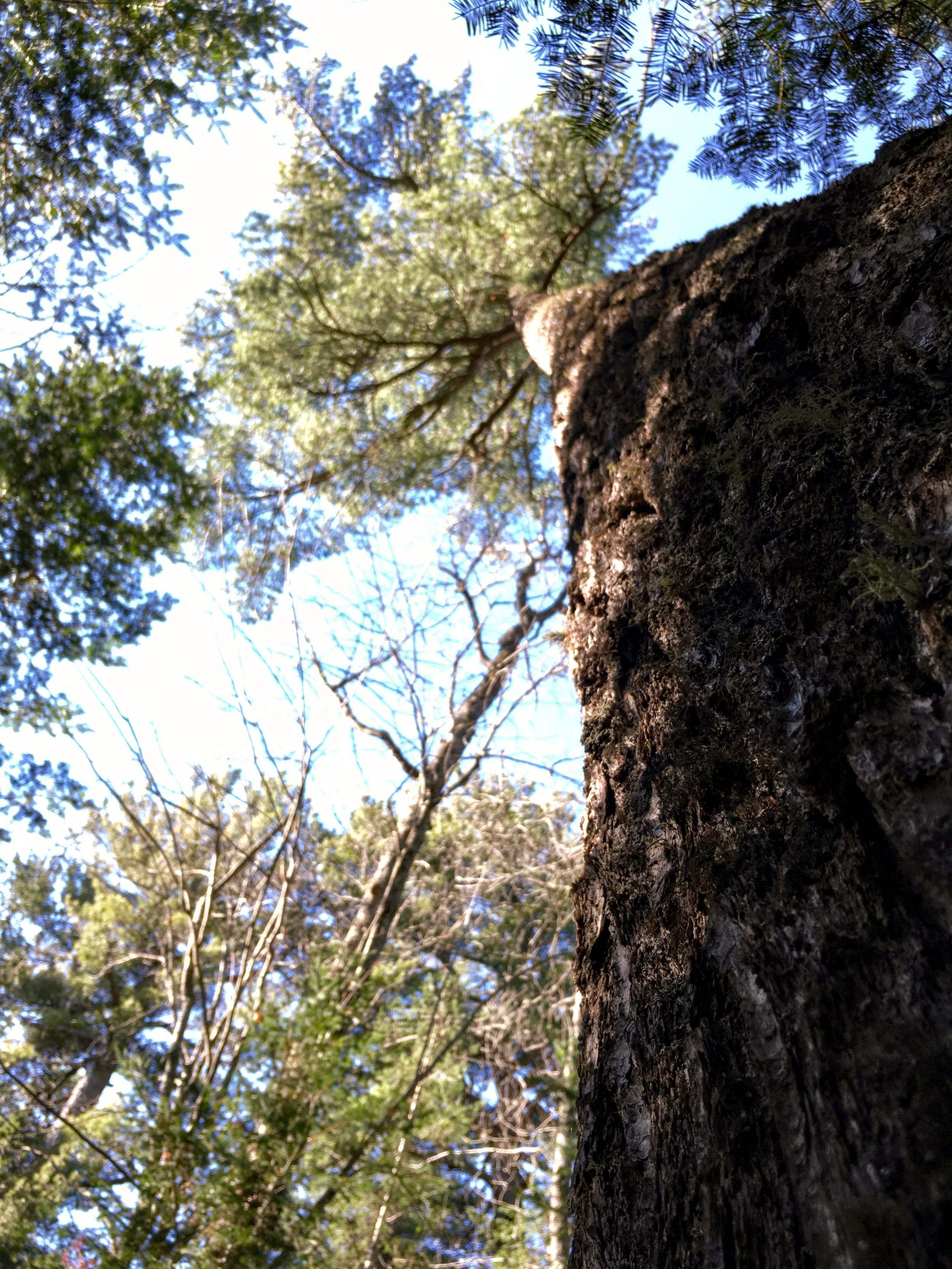 tree.jpeg