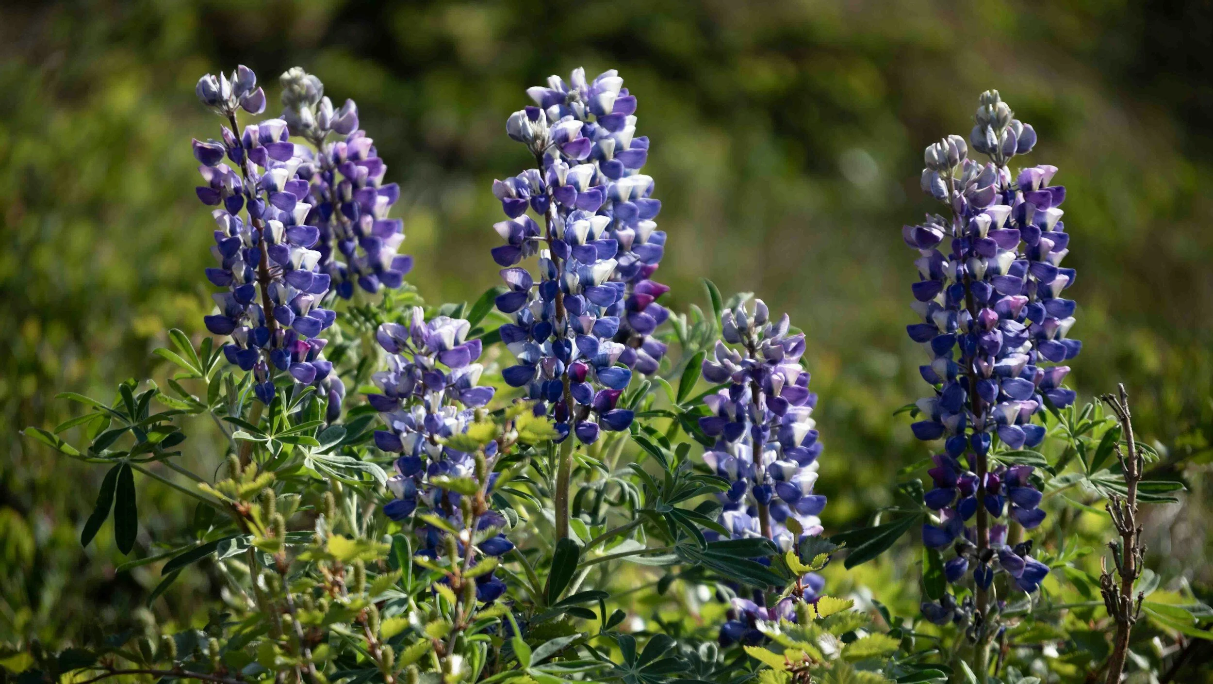 Perennials blooming in Edmonton. Garden maintenance