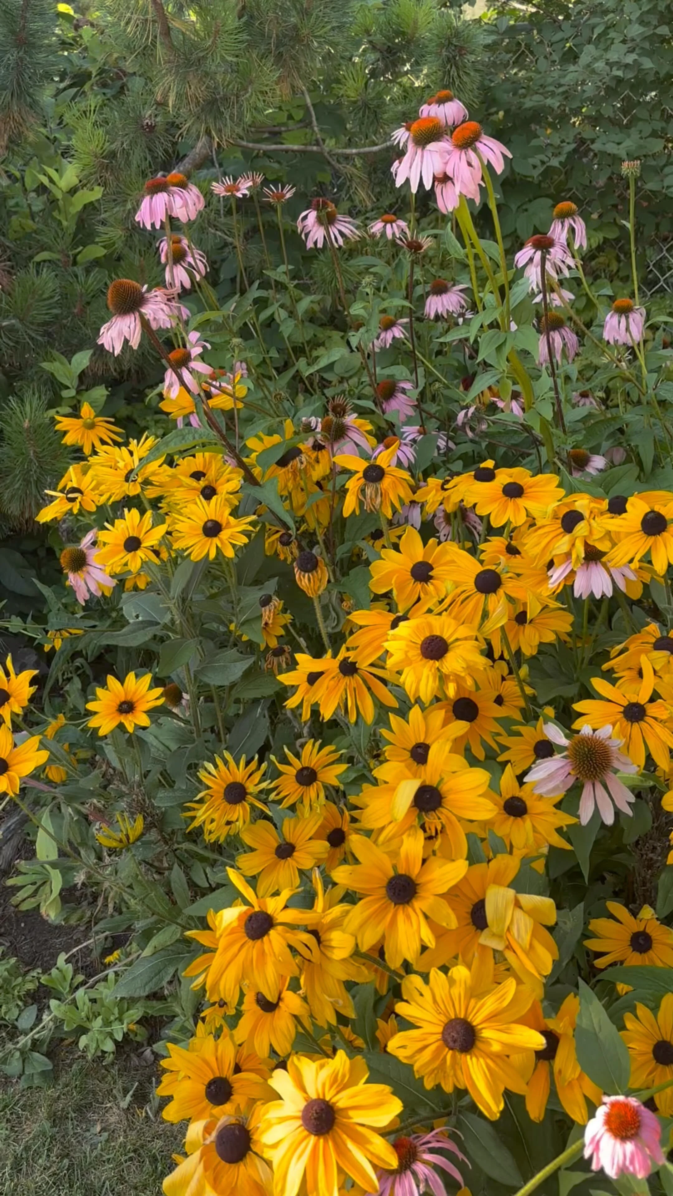 Forgetting late-blooming perennials! Like these coneflowers. 
These tough bloomers flower from midsummer through fall, keeping your garden colorful when other plants fade. They’re drought-tolerant, pollinator-friendly, and super low-maintenanc