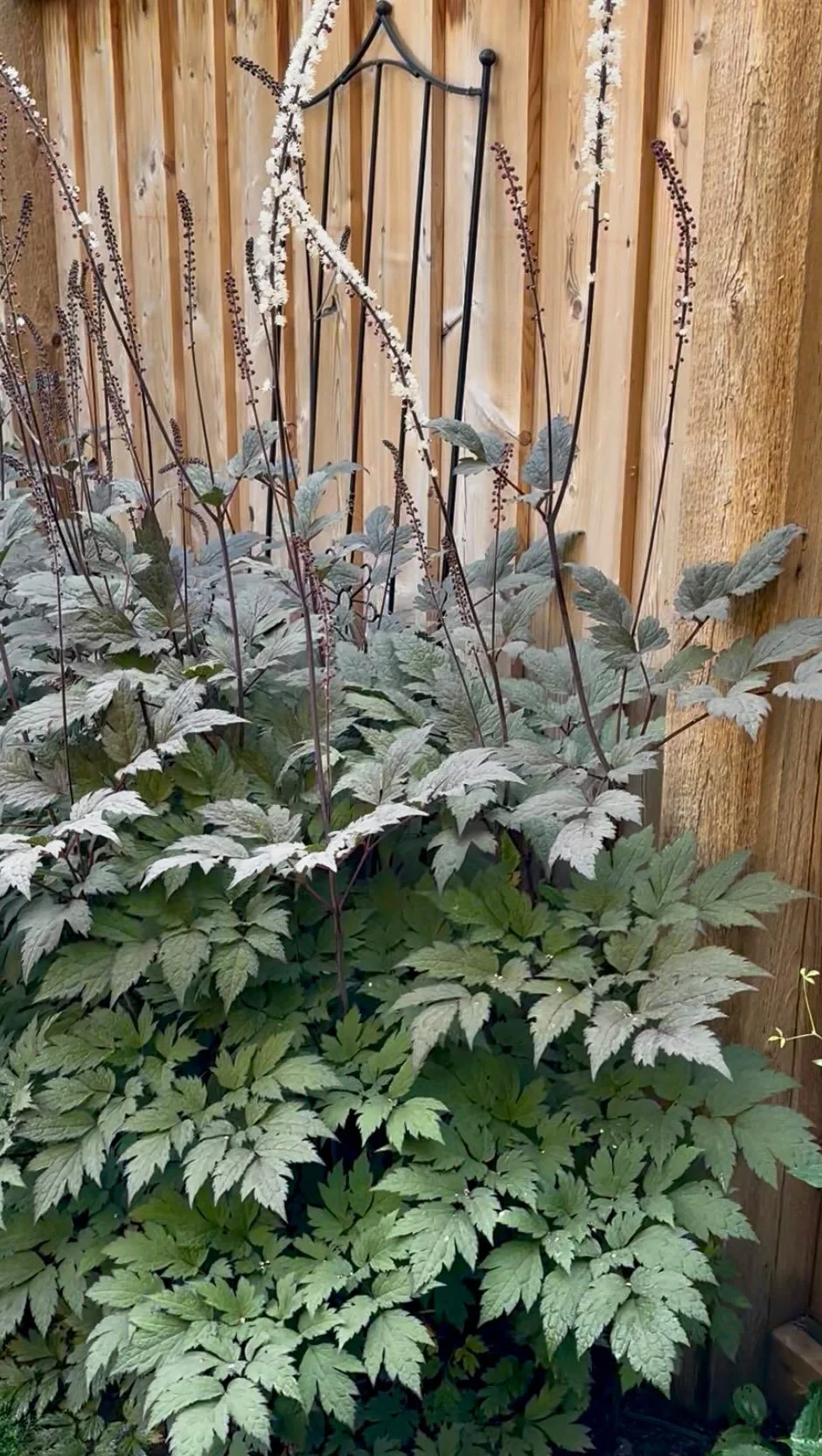 Bugbane! Hardy to Zone 3 and happiest in part sun with rich, moist soil. Its tall, fragrant blooms rise above the dark foliage, adding drama and beauty to the late-season garden. An underrated fall perennial that deserves more love! What do you think
