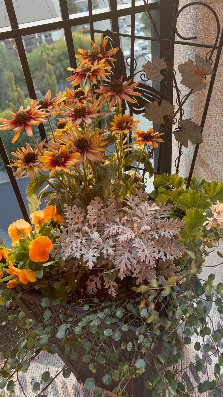 Are your summer pots looking tired? Or dead… like mine 😅 Let’s give them a fresh look for fall.
Plants for frost-hardy planters:
Kale – adds color and texture that lasts
Pansies – cheerful blooms that can handle frost
Du