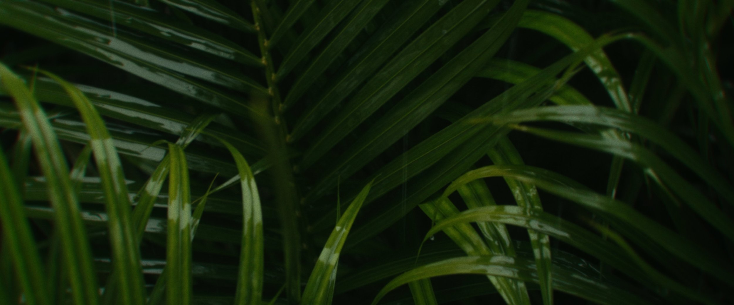 jungleshots_1.22.2.jpg