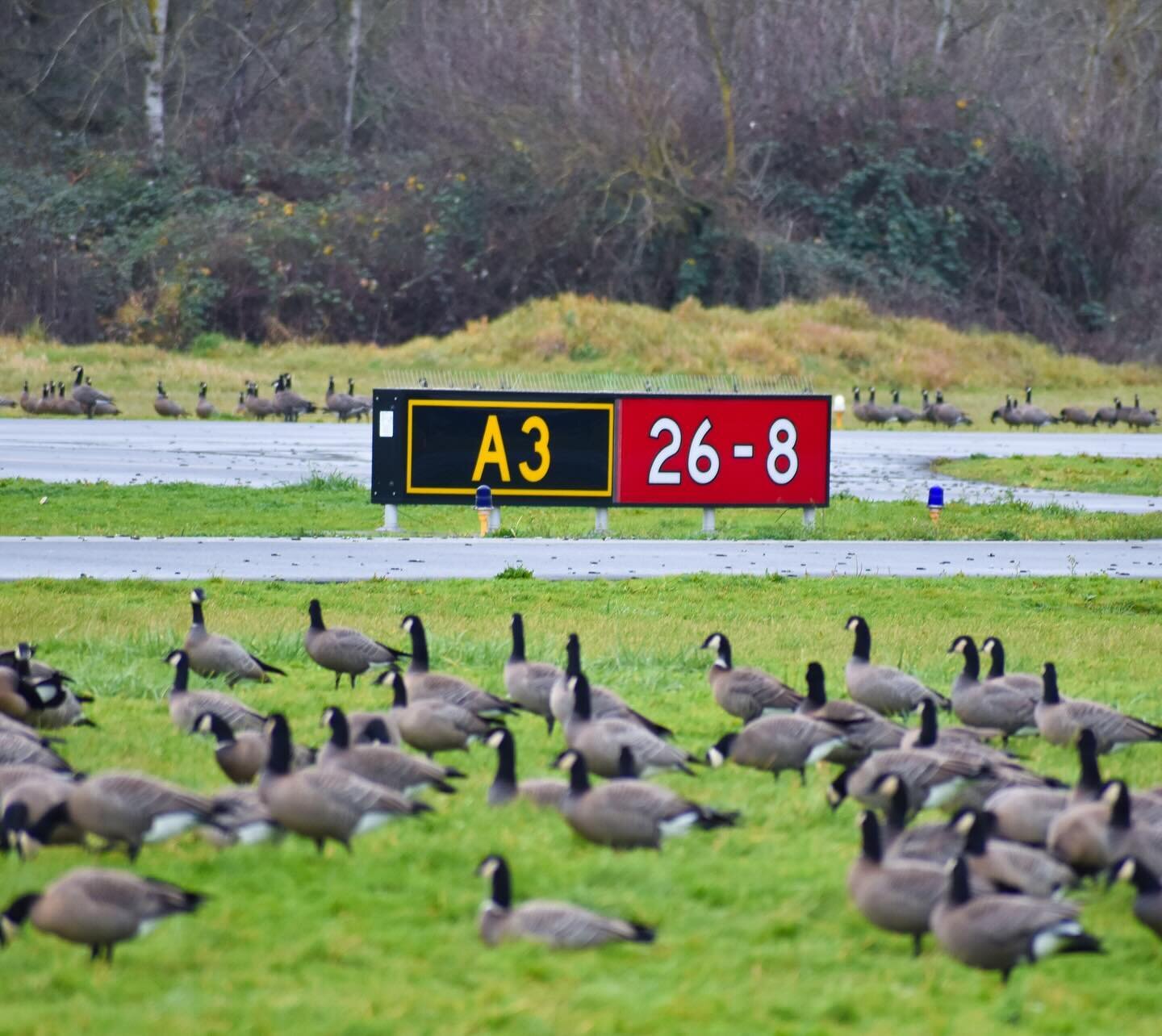 Please be cautious of the wildlife we have around the airfield this time of year. Canadian geese are migrating south and they settle at our airport when there is not much activity.

If you see or suspect there might be geese or other wildlife on or n