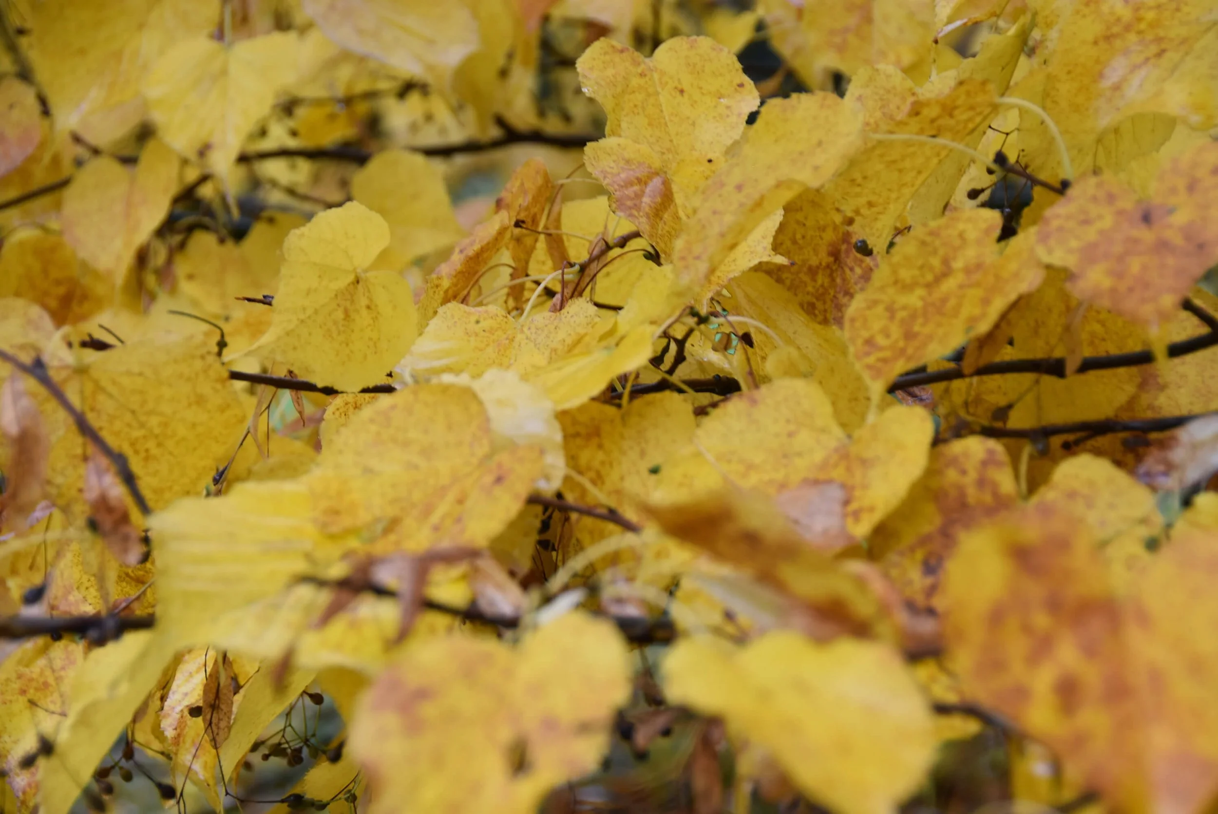 Yellow autumn leaves - photo by Lucy Hill