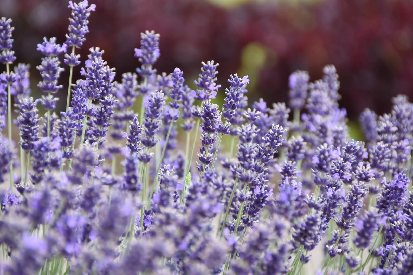 Lavender close up in the summer - photo by Lucy Hill