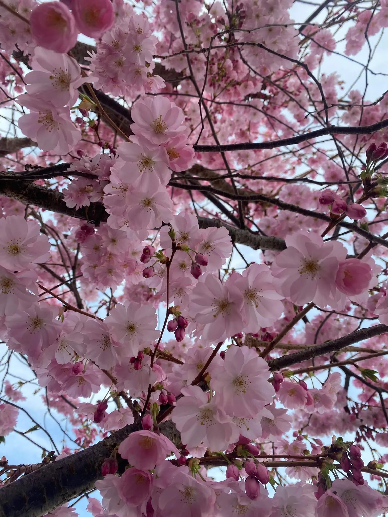Pink cherry blossom in spring - photo by Lucy Hill