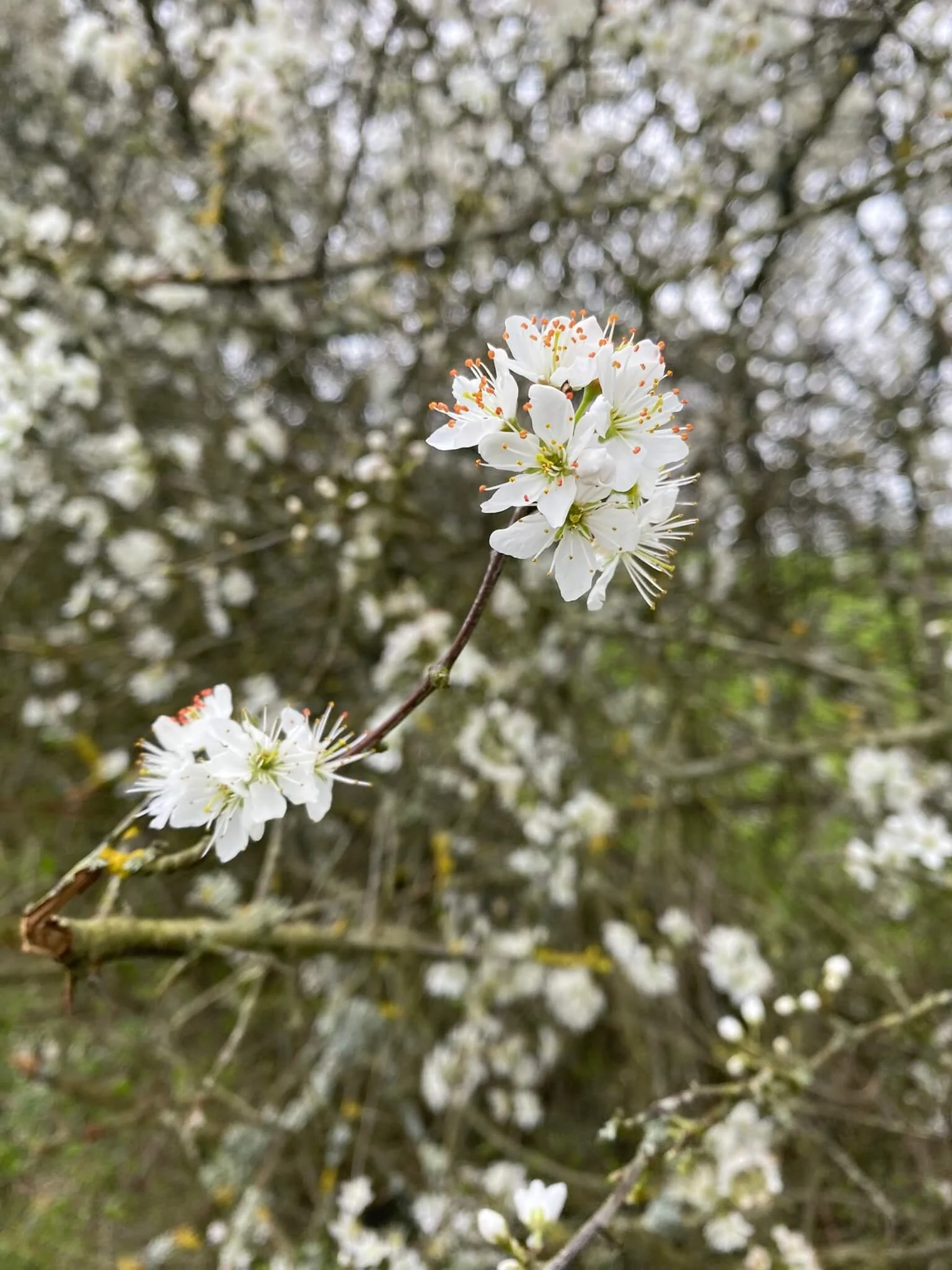 White Blackthorn blossom in spring