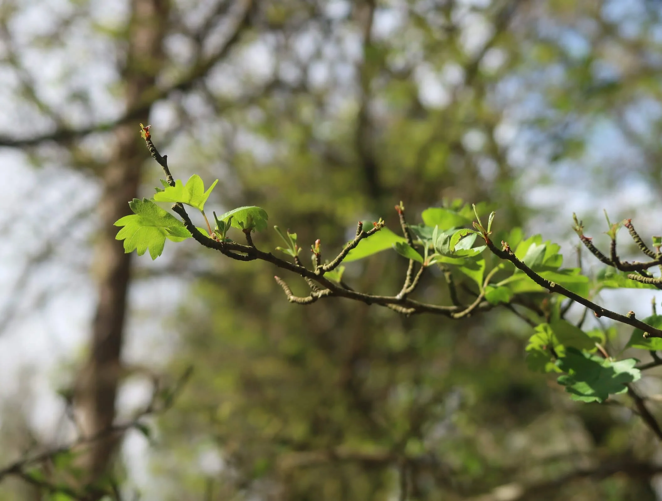 New leaves growing on a small tree branch in the spring sunshine