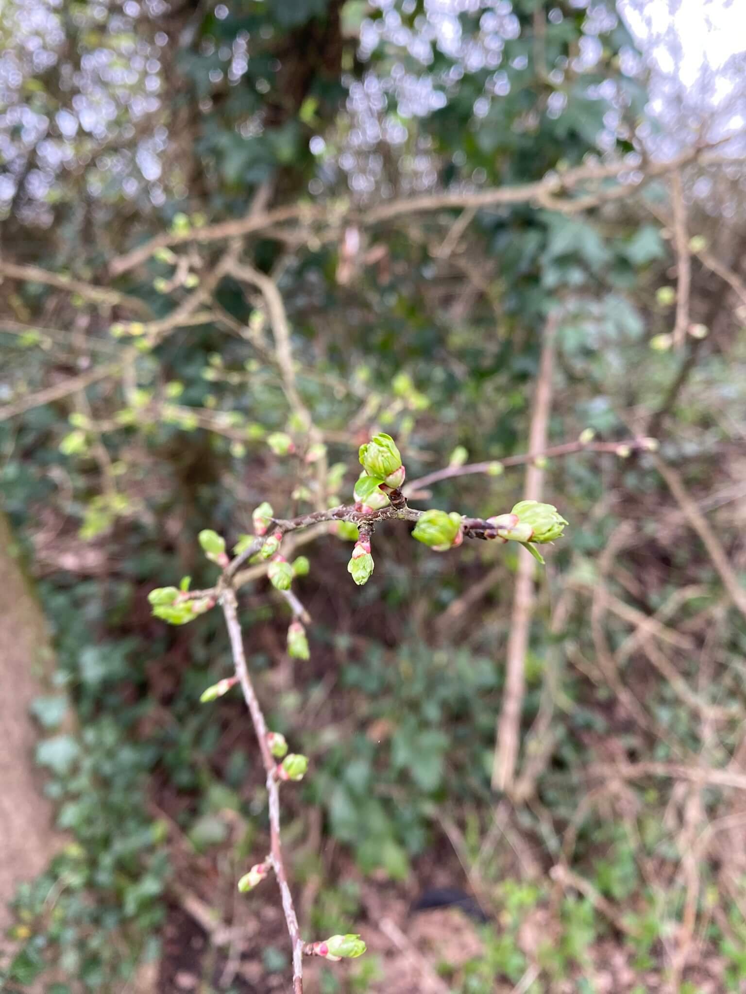 Unfurling leaves in spring - photo by Lucy Hill.