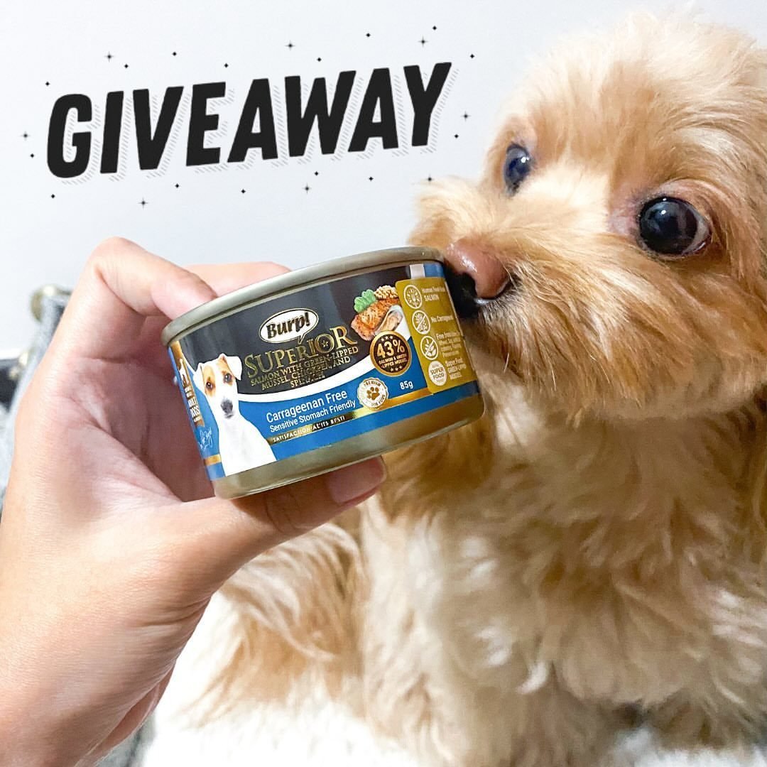 Have you joined the @PLC_Singapore giveaway? 😉 

Our influencers are having lots of yums with Pet Lovers Centre's latest range of Burp! Superior Dog Wet Food healthy &amp; balanced meal 🍲

To enter, simply do the following steps: 
1. Follow @plc_si