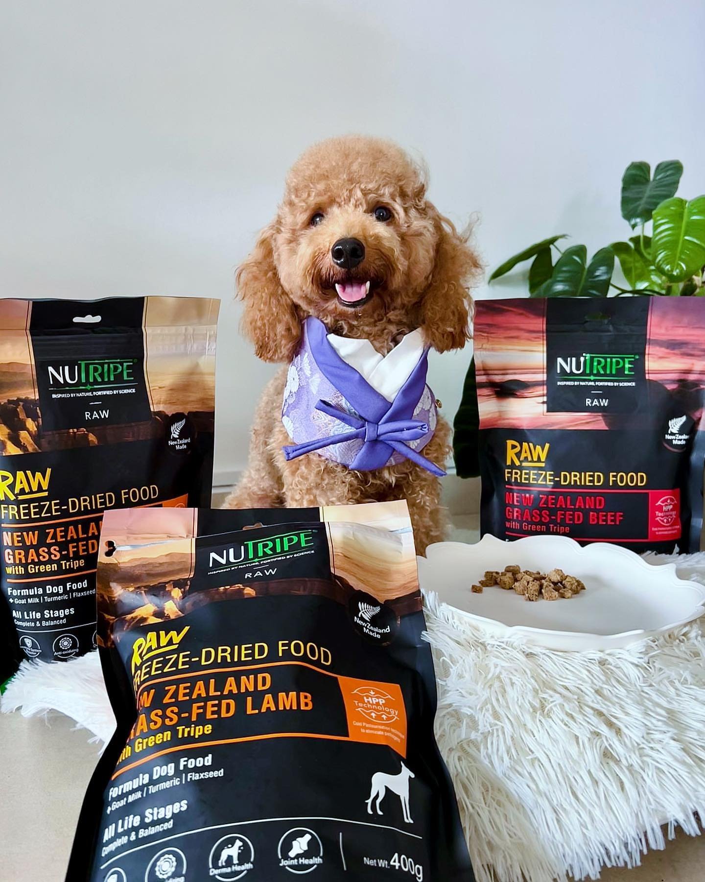 🌟 Dreaming of spoiling your furry friend with the best? 

Our influencers did just that with over $150 worth of full-sized @Nutripe products sponsorship! 🐾✨ 

Want in on the goodies? Join our pack of top pet influencers and turn those dreams into r