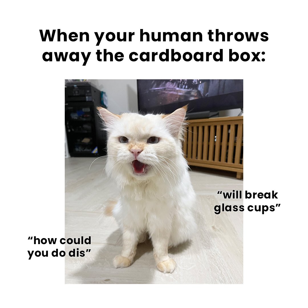 Reusing this meme because it's timeless! 😜 

Remember, cats love cardboard boxes, so make sure to recycle our PR kits! 📦🐱 #EcoFriendly #CatLovers